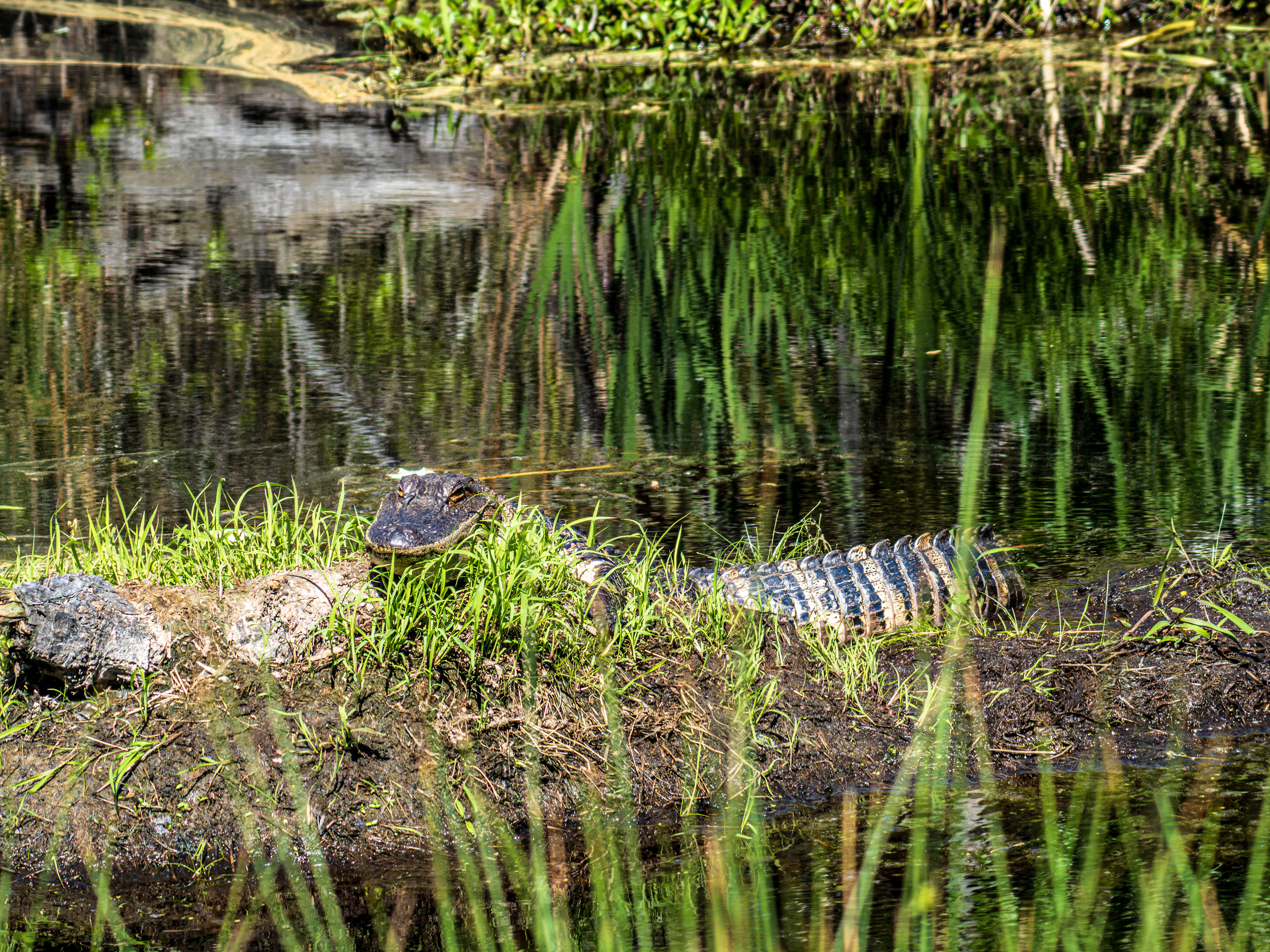 American Alligator in Alligator River National Wildlife Refuge