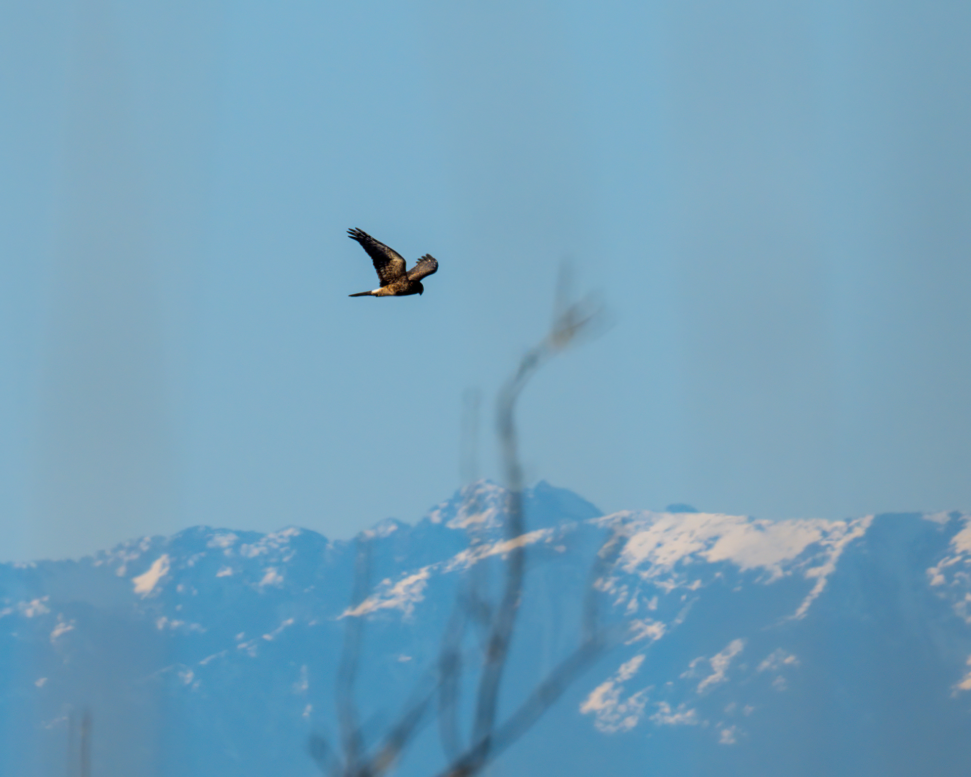 Northern Harrier