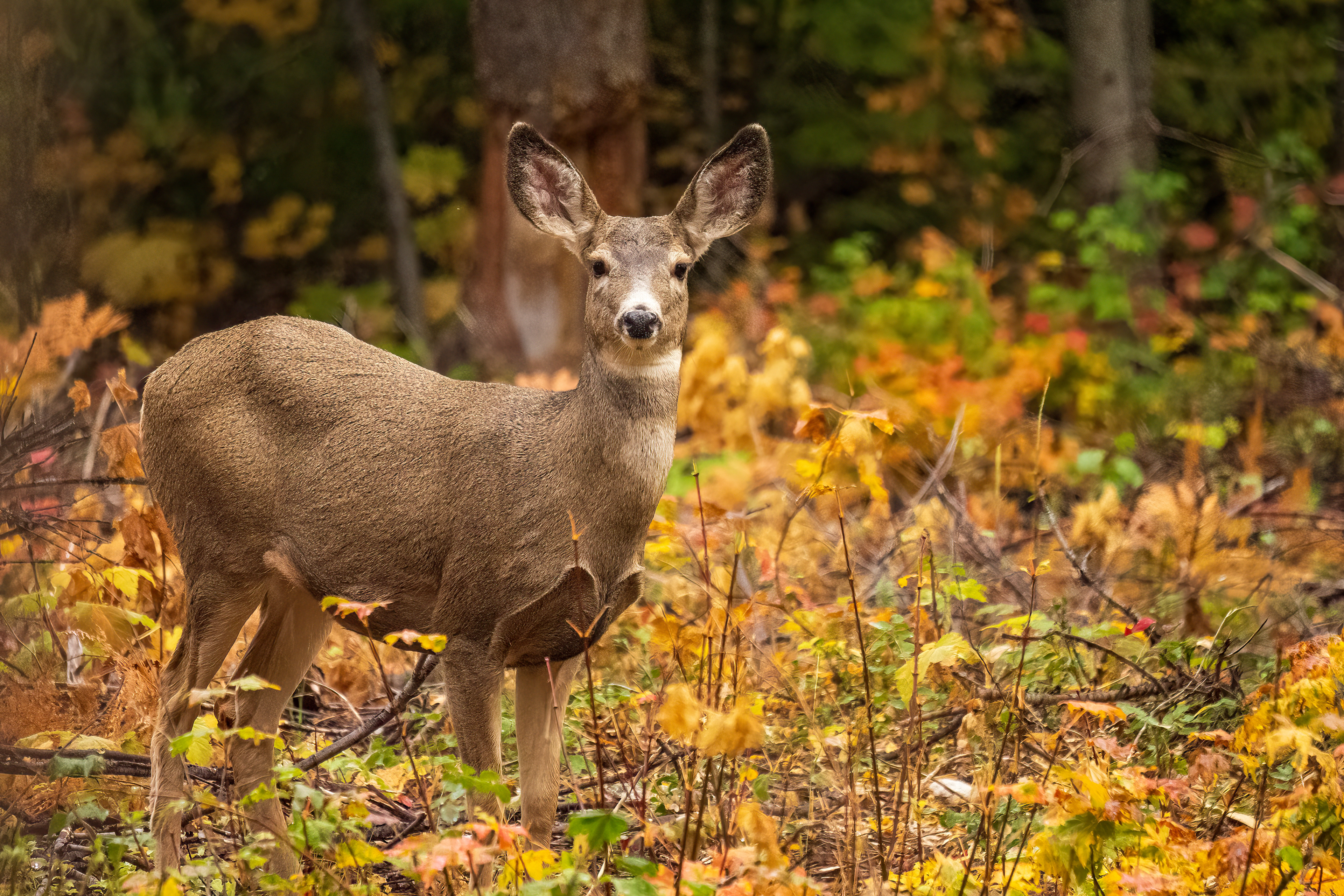 Deer, fall colors