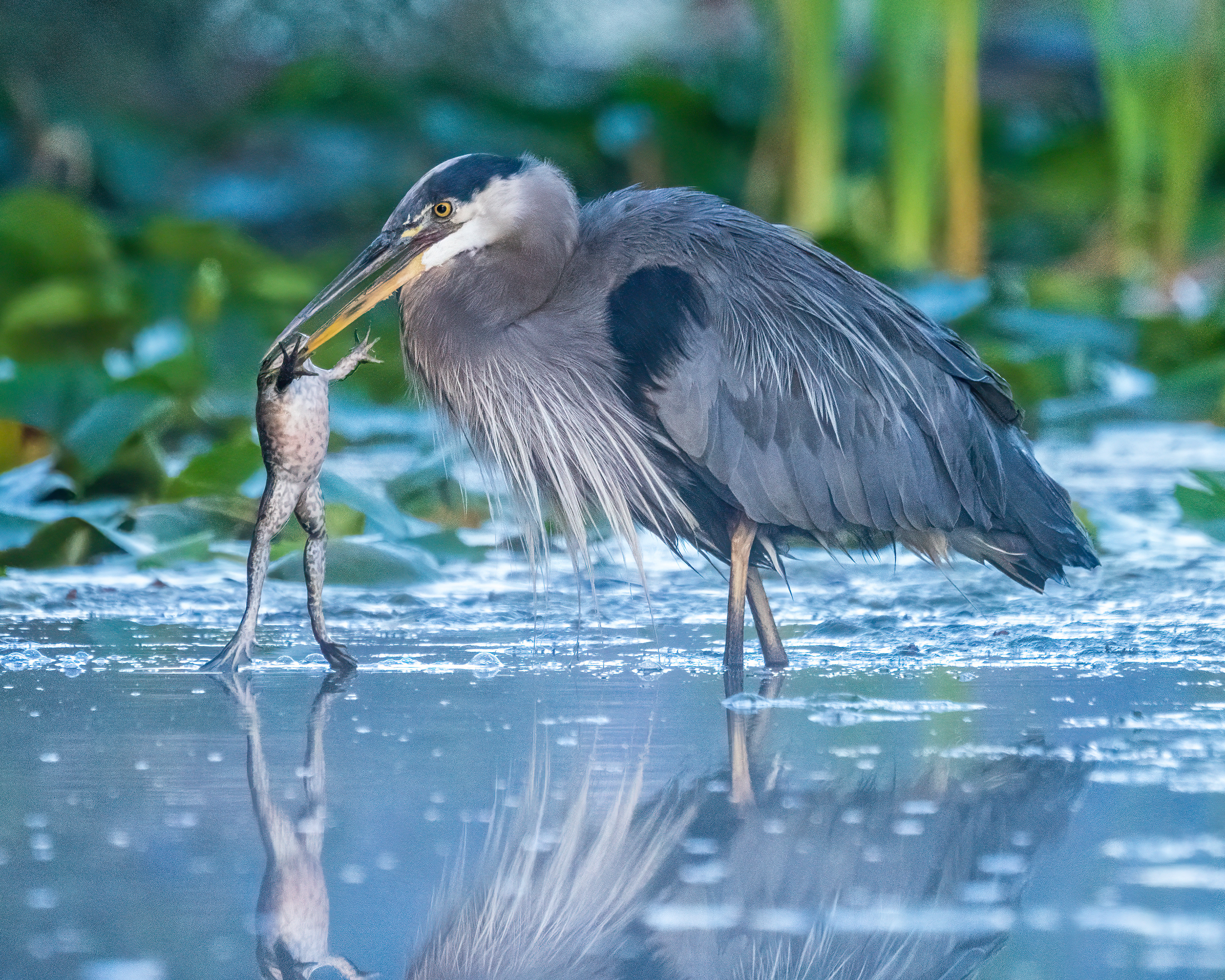 Breakfast for the Great Blue Heron, bad day for the frog