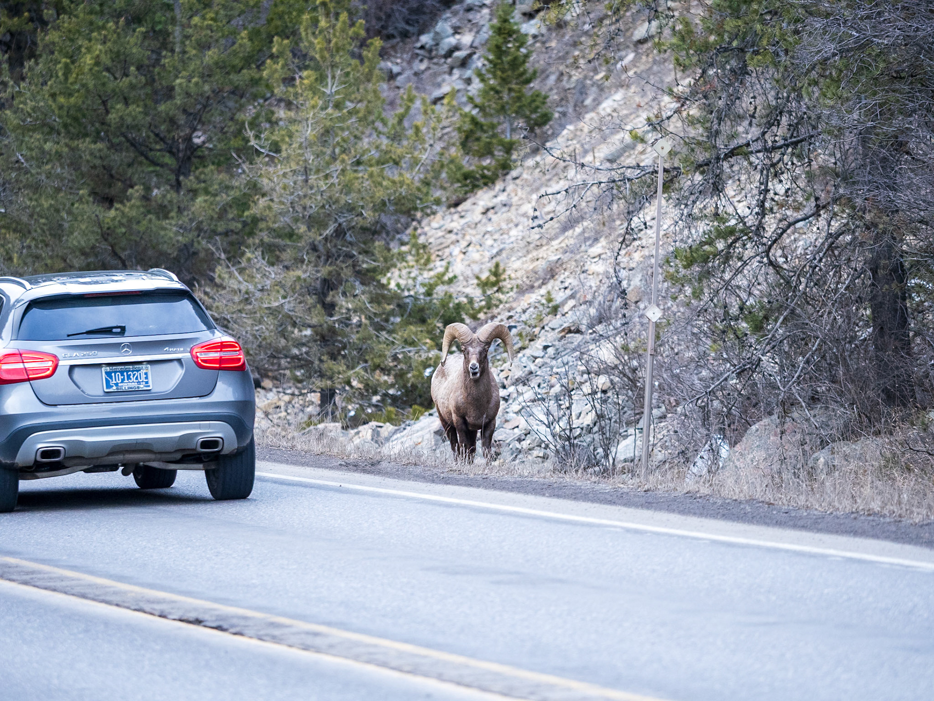 Big Horn Sheep, getting too close to the road, near Big Sky, MT