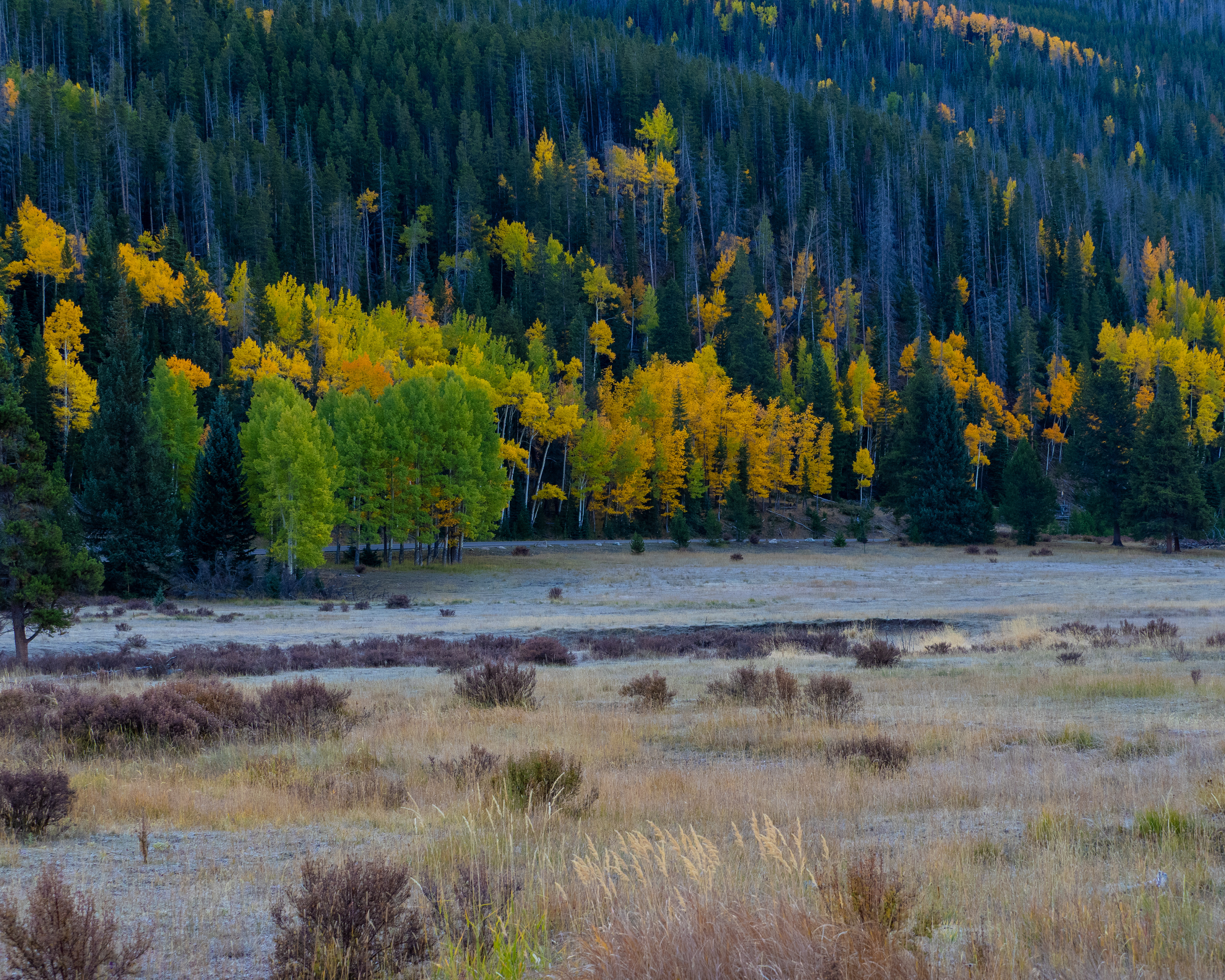 Frost and Aspen color