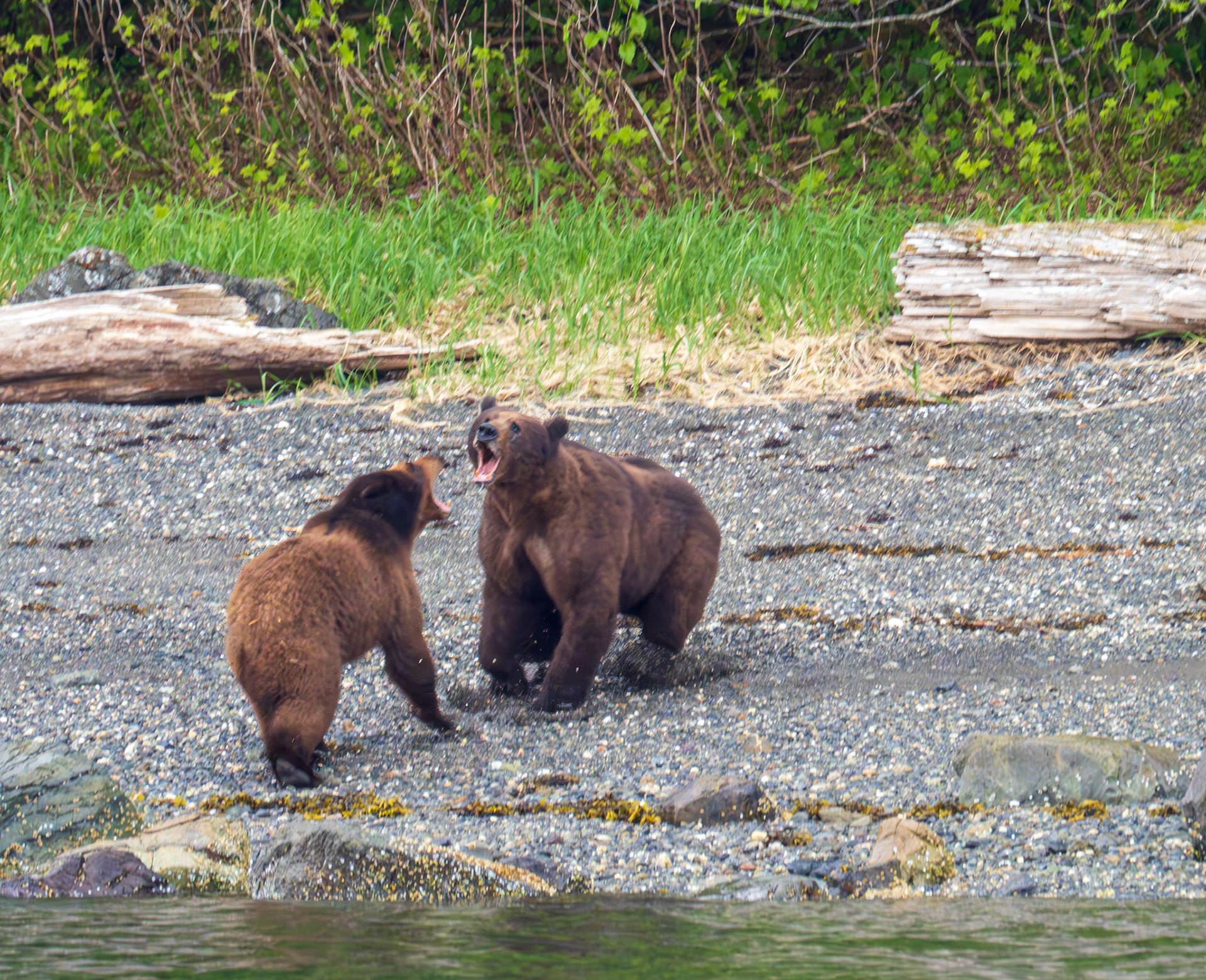 Male brown bear courting female named "Mocha" for mating, Pack Creek, AK