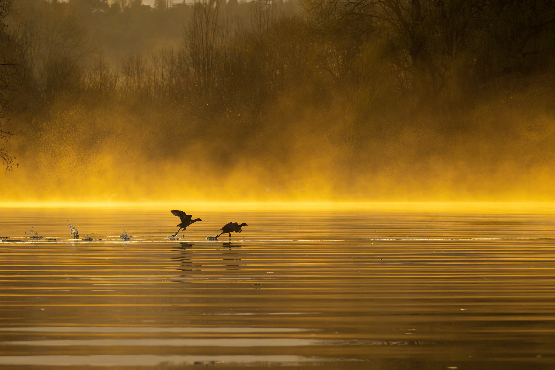 Mallards at sunrise, Sammamish River, WA