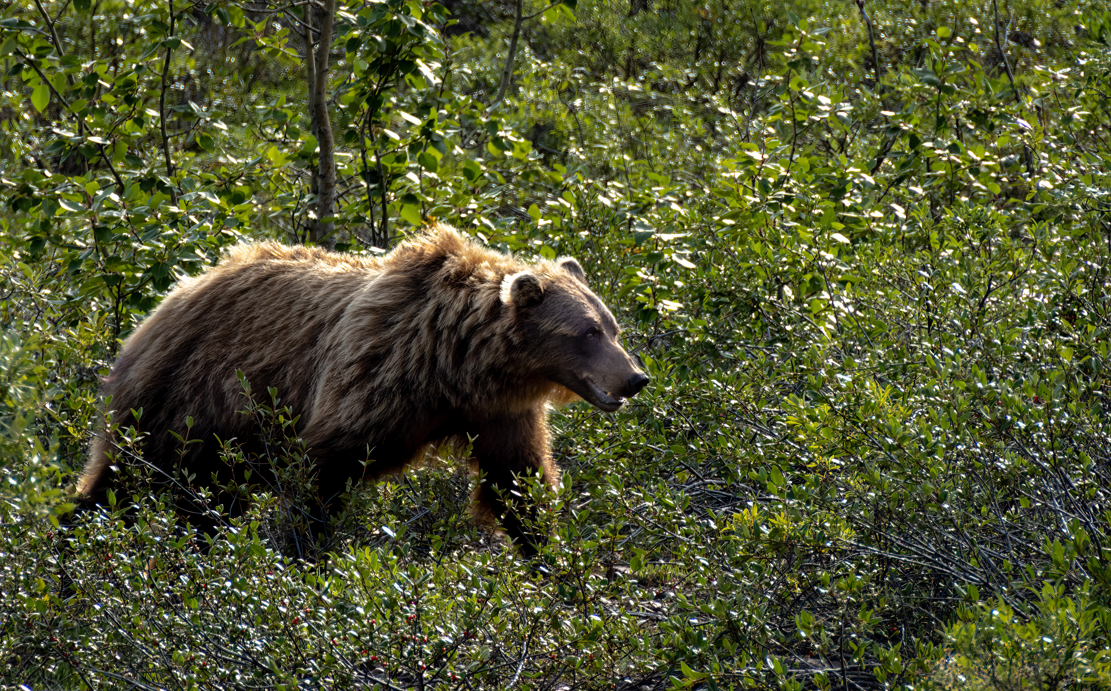 Grizzly Bear, Denali NP