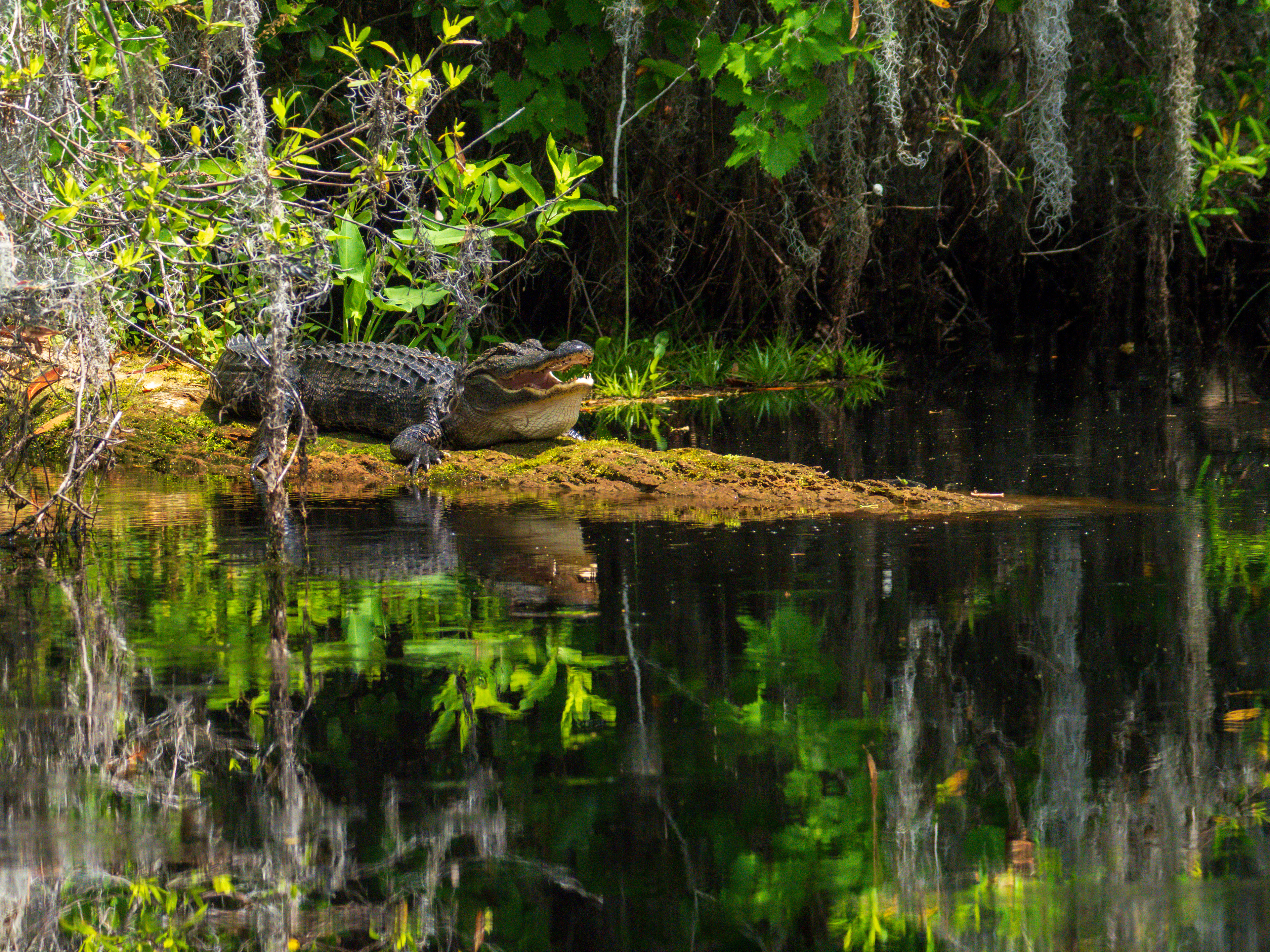 American Alligators are seen commonly in the Okekefenokee