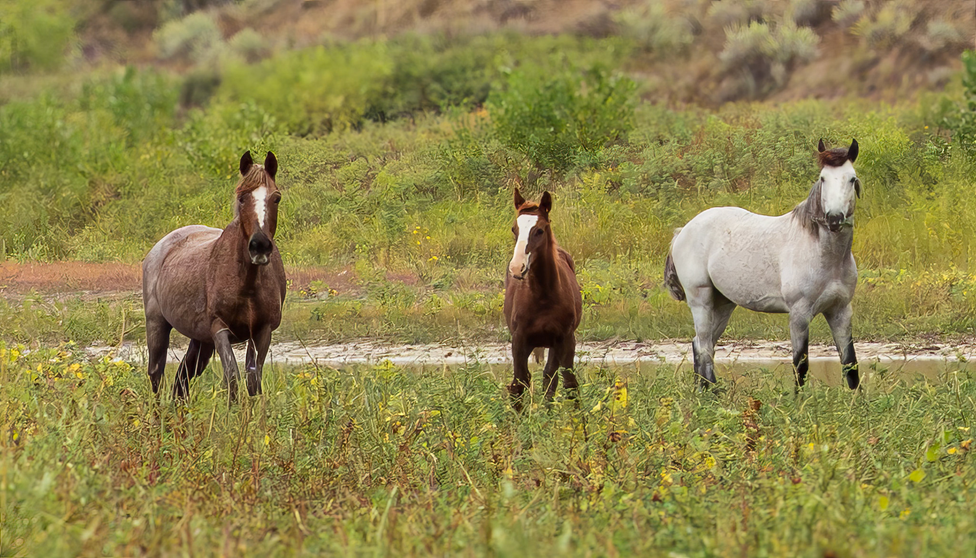 Wild horses along LIttle Missouri River, Theodore Roosevelt National Park, ND