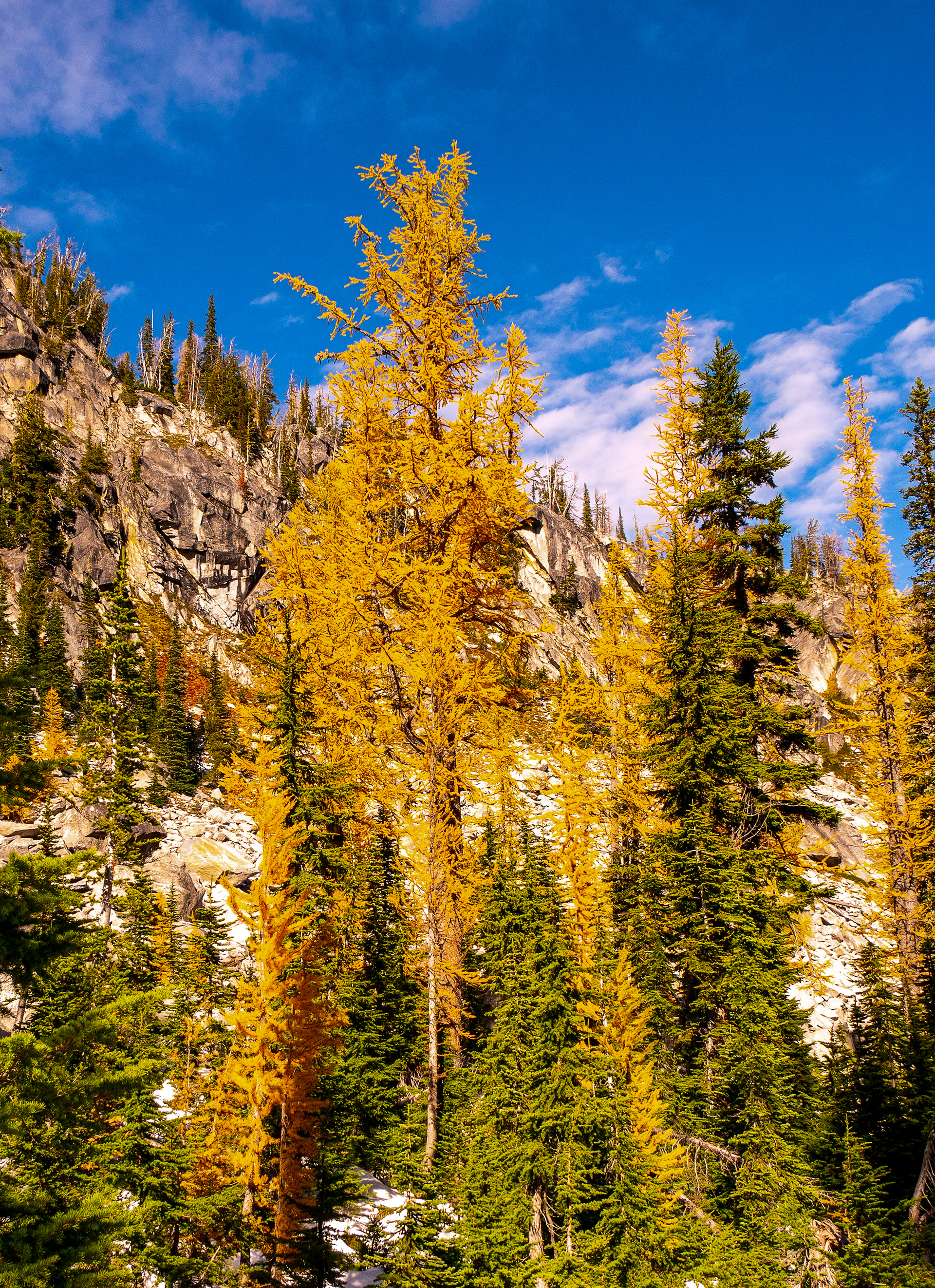 Larches in Alpine Lake Wilderness