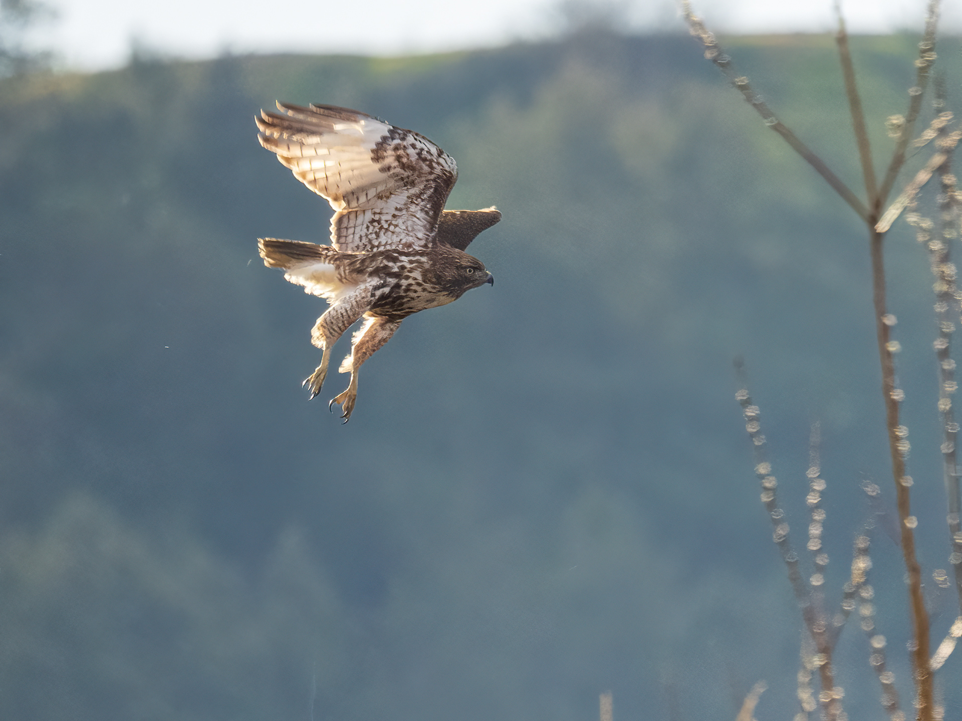 Red tailed hawk