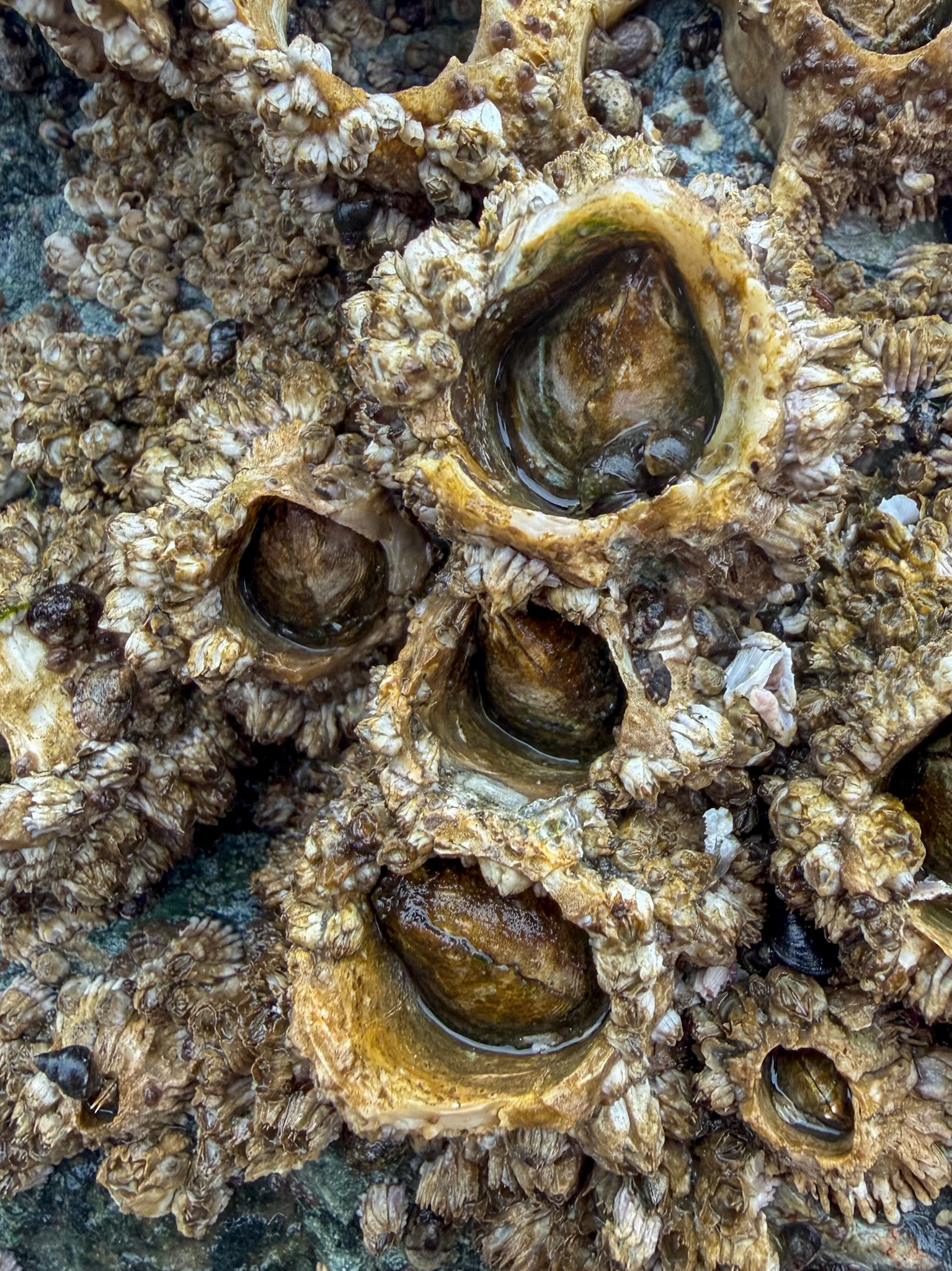 Barnicles, Guemes Island, San Juan Islands, WA
