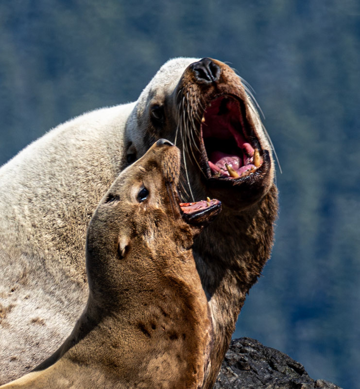 Sea Lions, Stephens Passage, AK