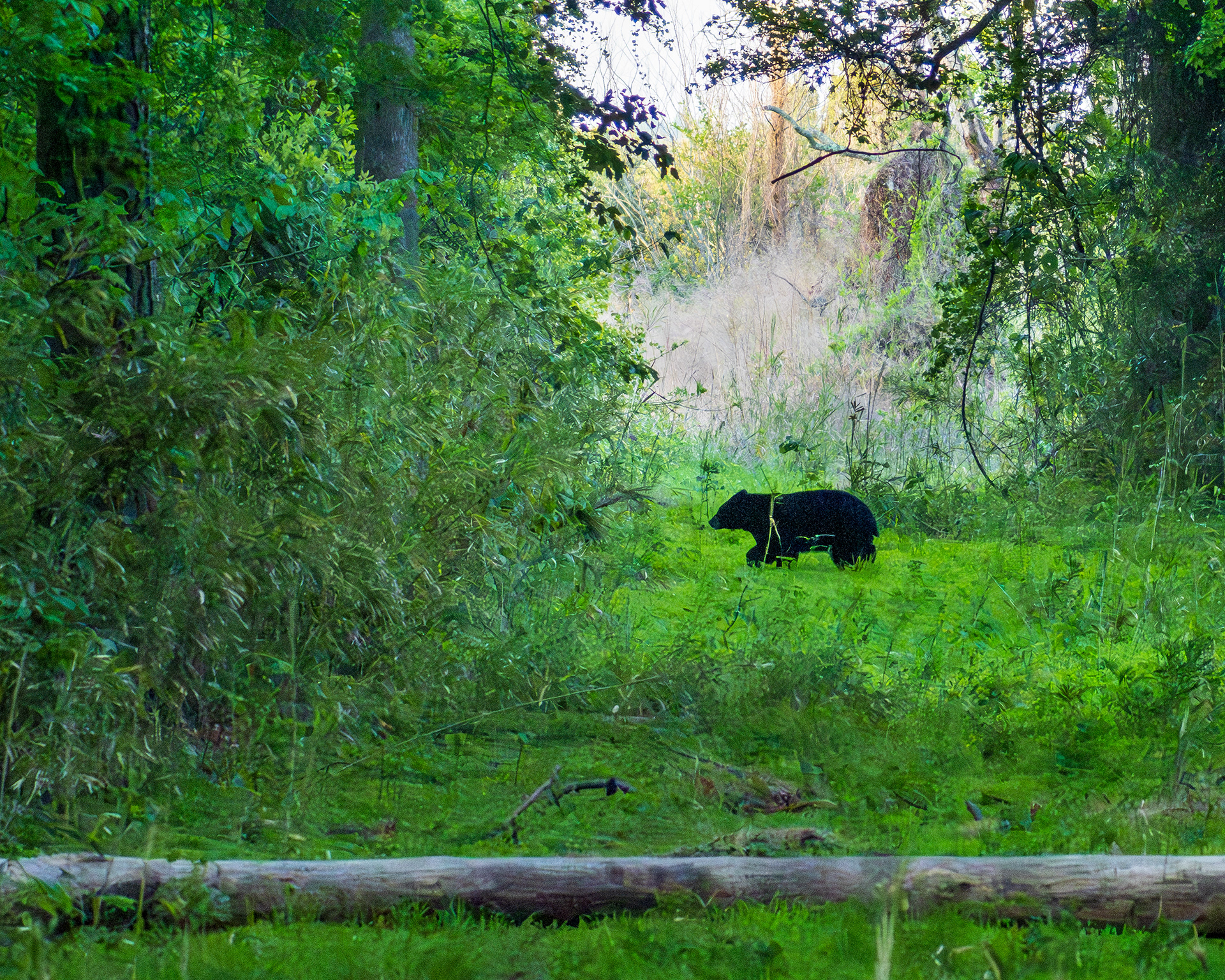 Black Bear in the forest, Pocosin Lake National Wildlife Refuge