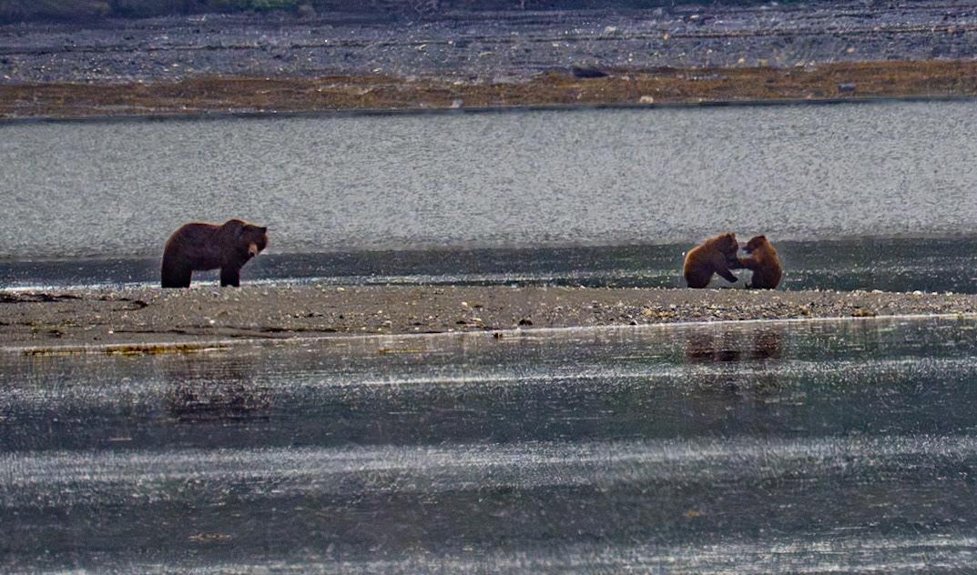 "Chena" and her 2 cubs, brown bear, Pack Creek, AK