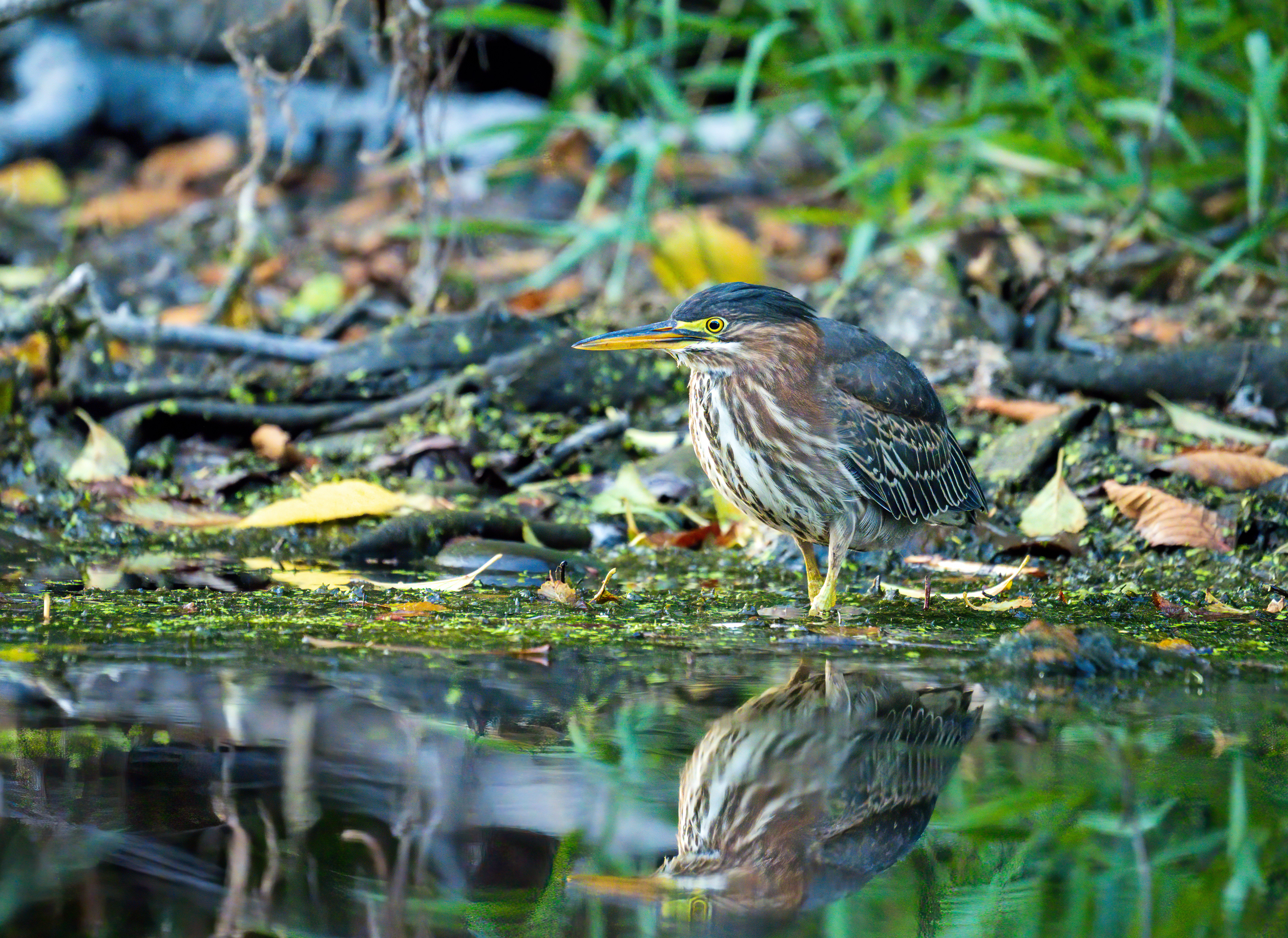 Green Heron