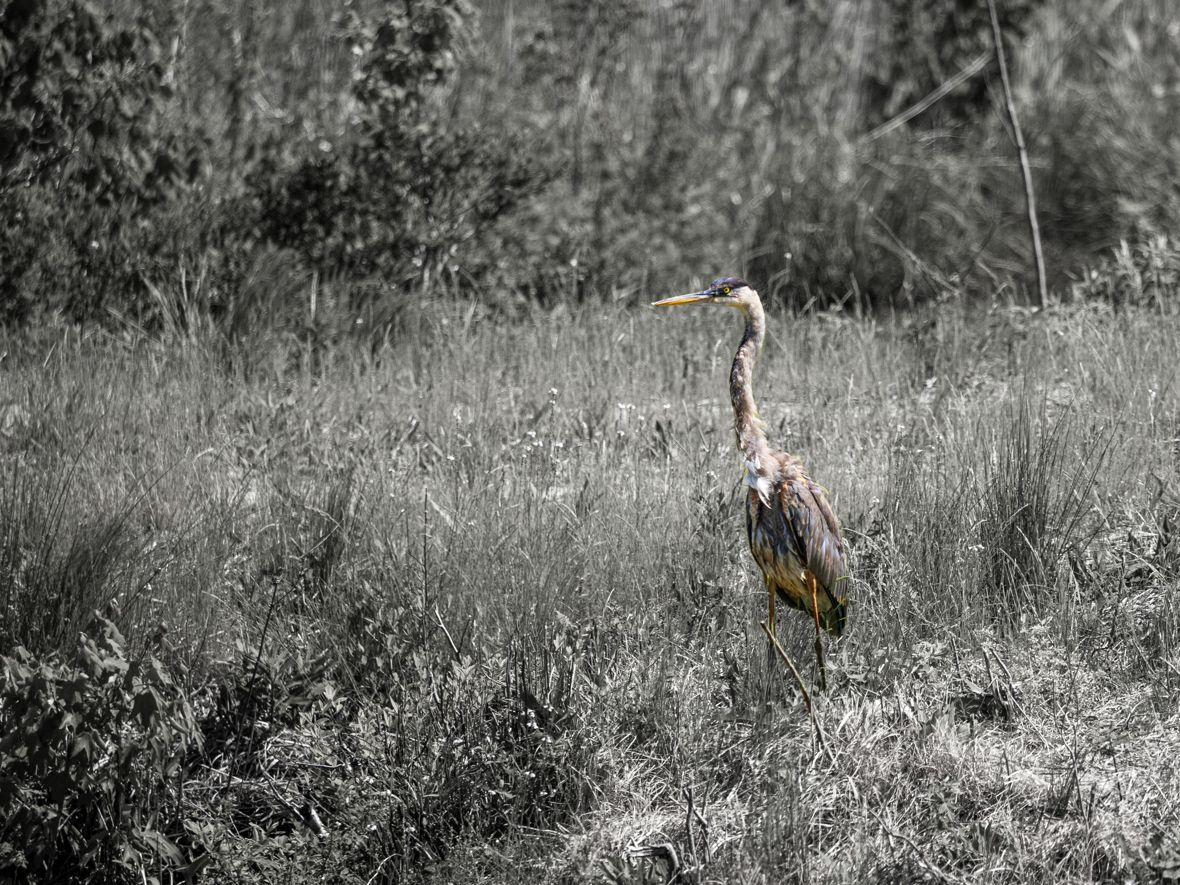 Great Blue Heron