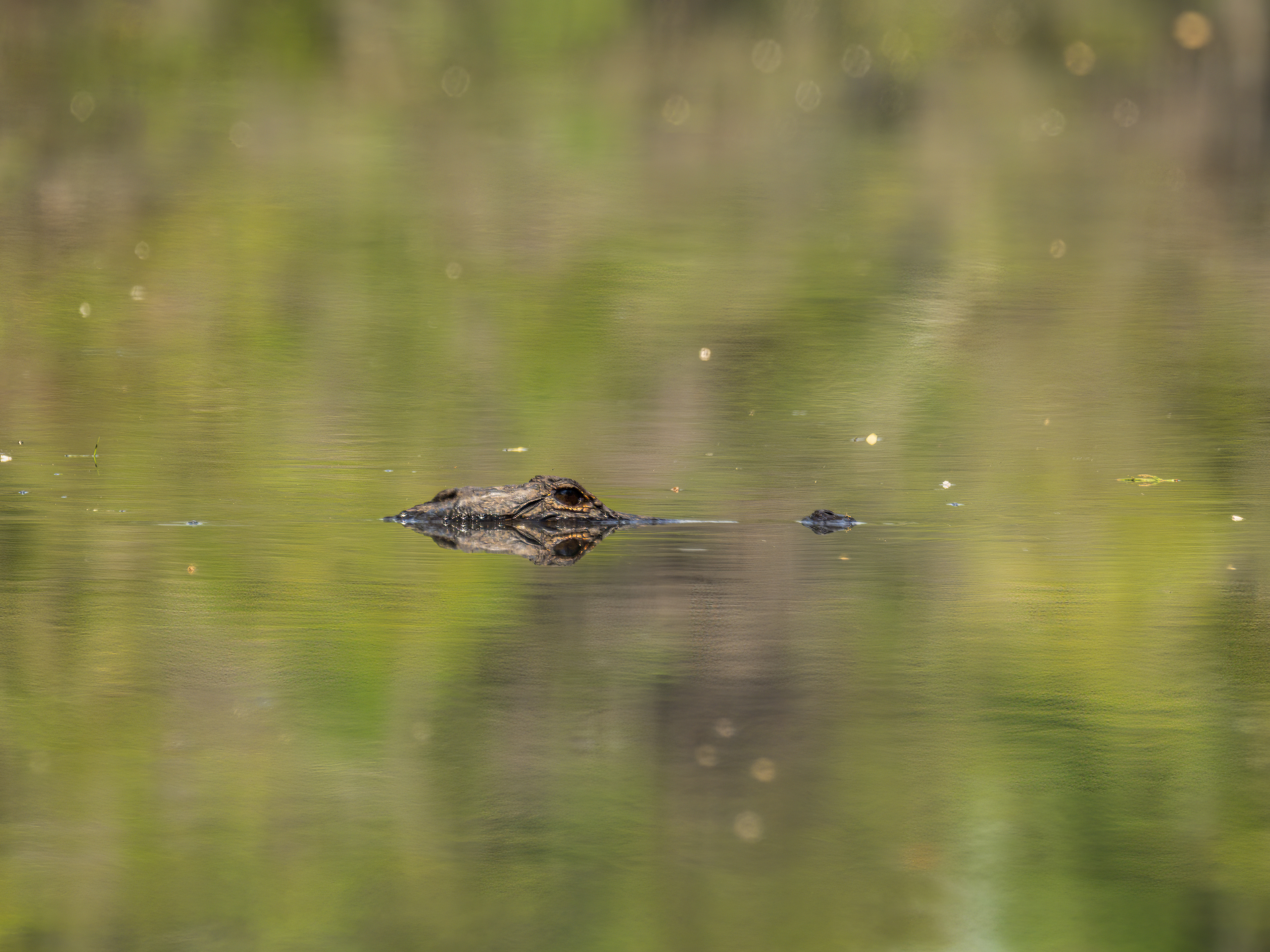 With just eyes and nose on the surface of the water, this gator is keeping watch.