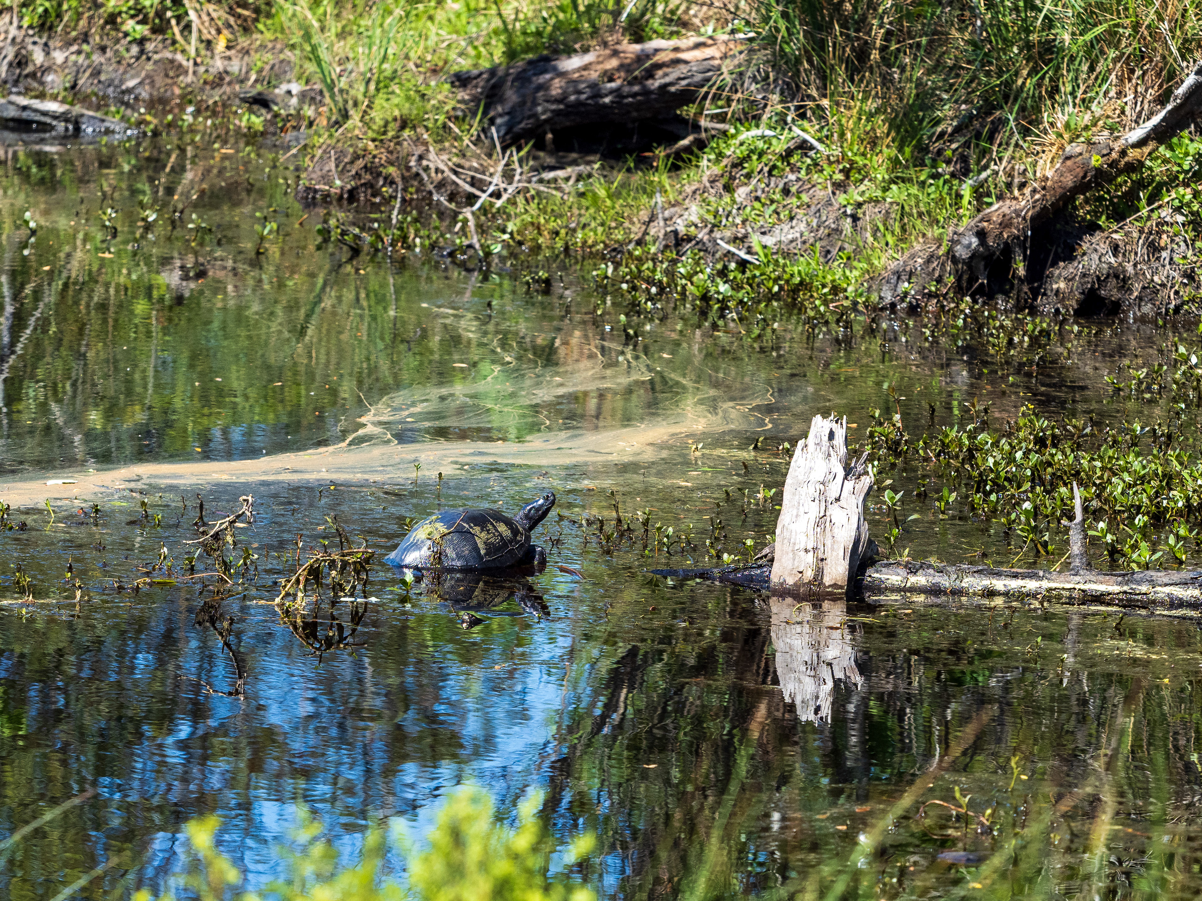 Turtles are common in Alligator River National Wildlife Refuge