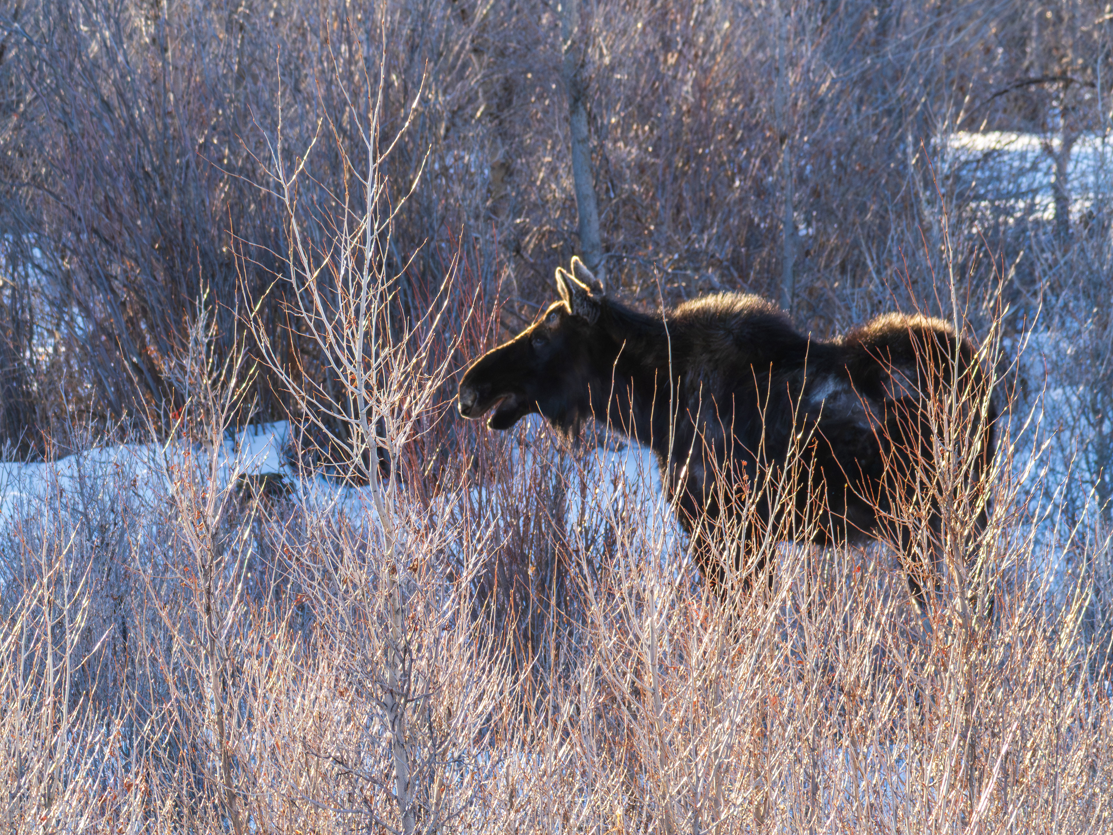 Moose, Grand Teton NP