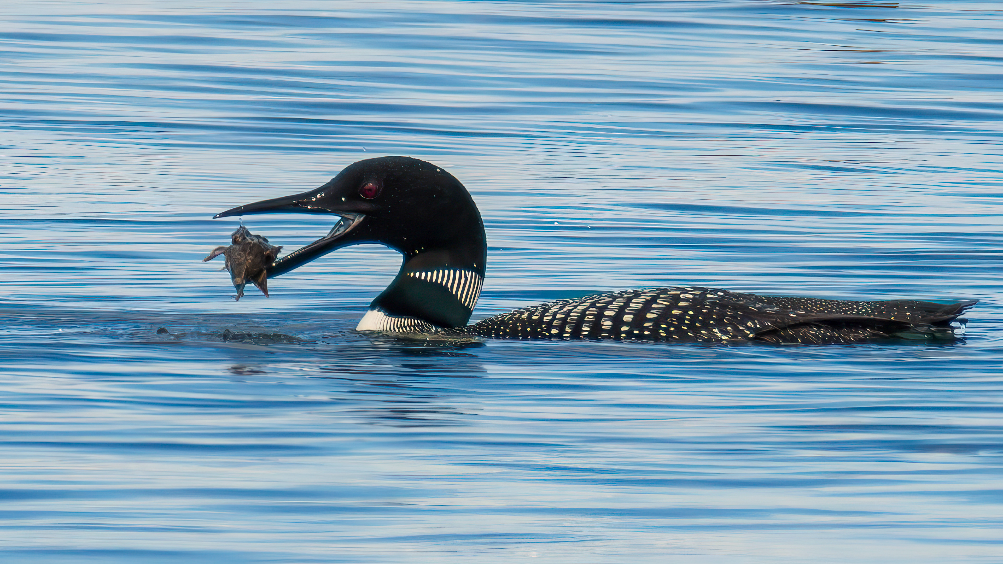 Loon gets a fish, Dungeness National Wildlife Refuge, WA