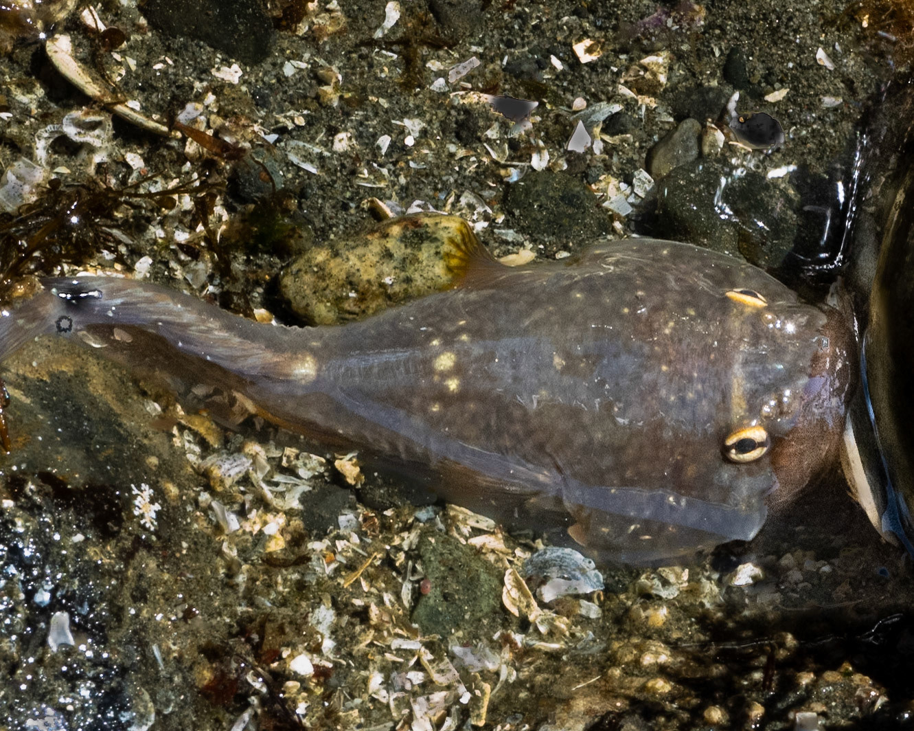 Northern clingfish, Richmond Beach, Shoreline, WA