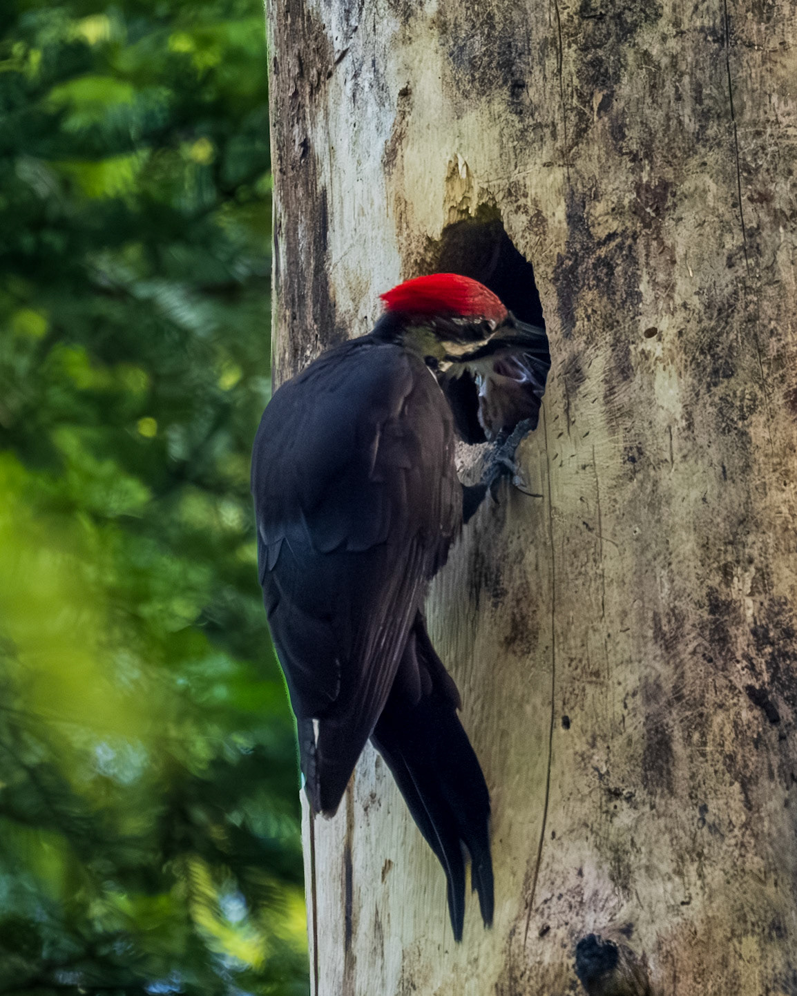Pileated woodpecker feeding chicks