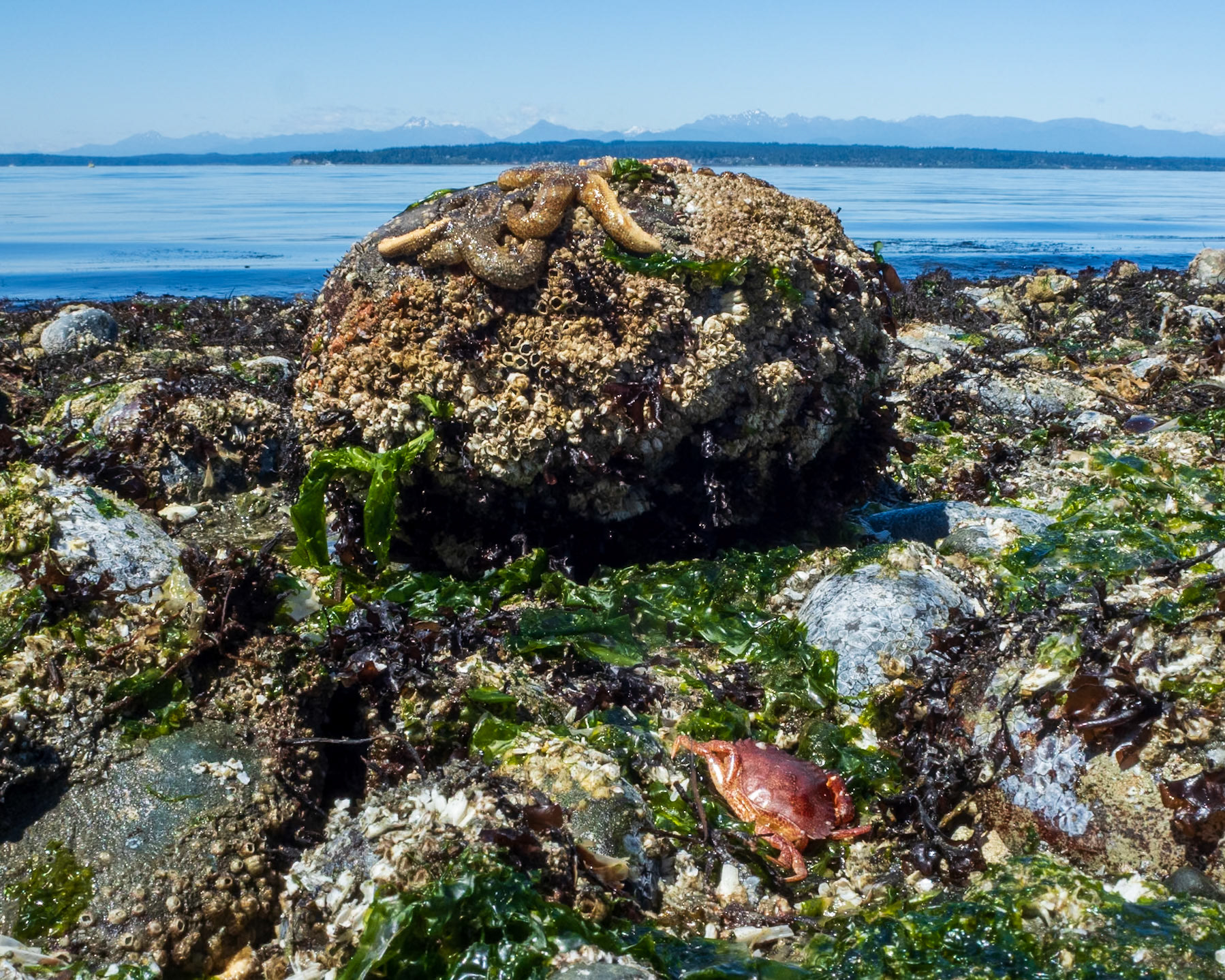 Minus 4.1' Low tide! Richmond Beach, Shoreline, WA