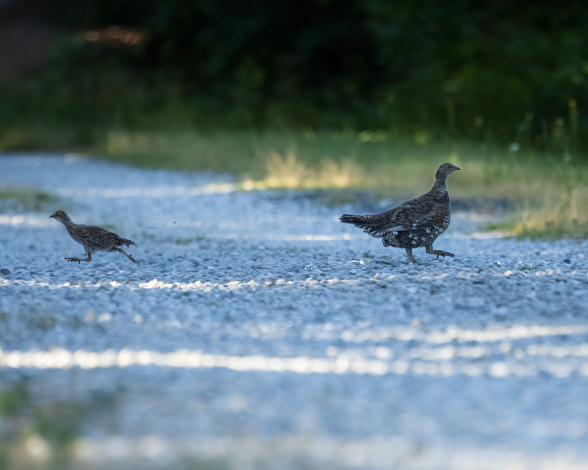 Grouse