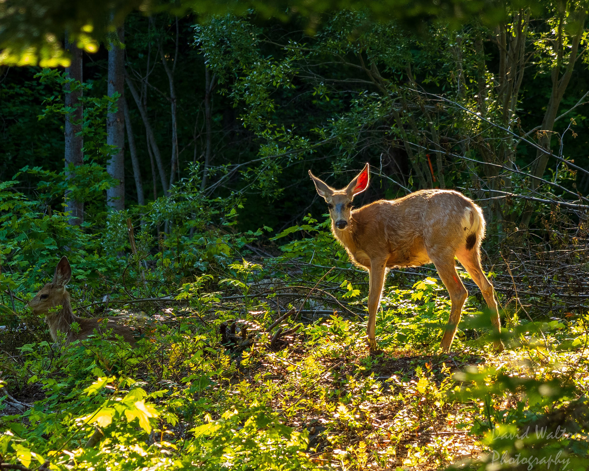 Rim light on Mule Deer