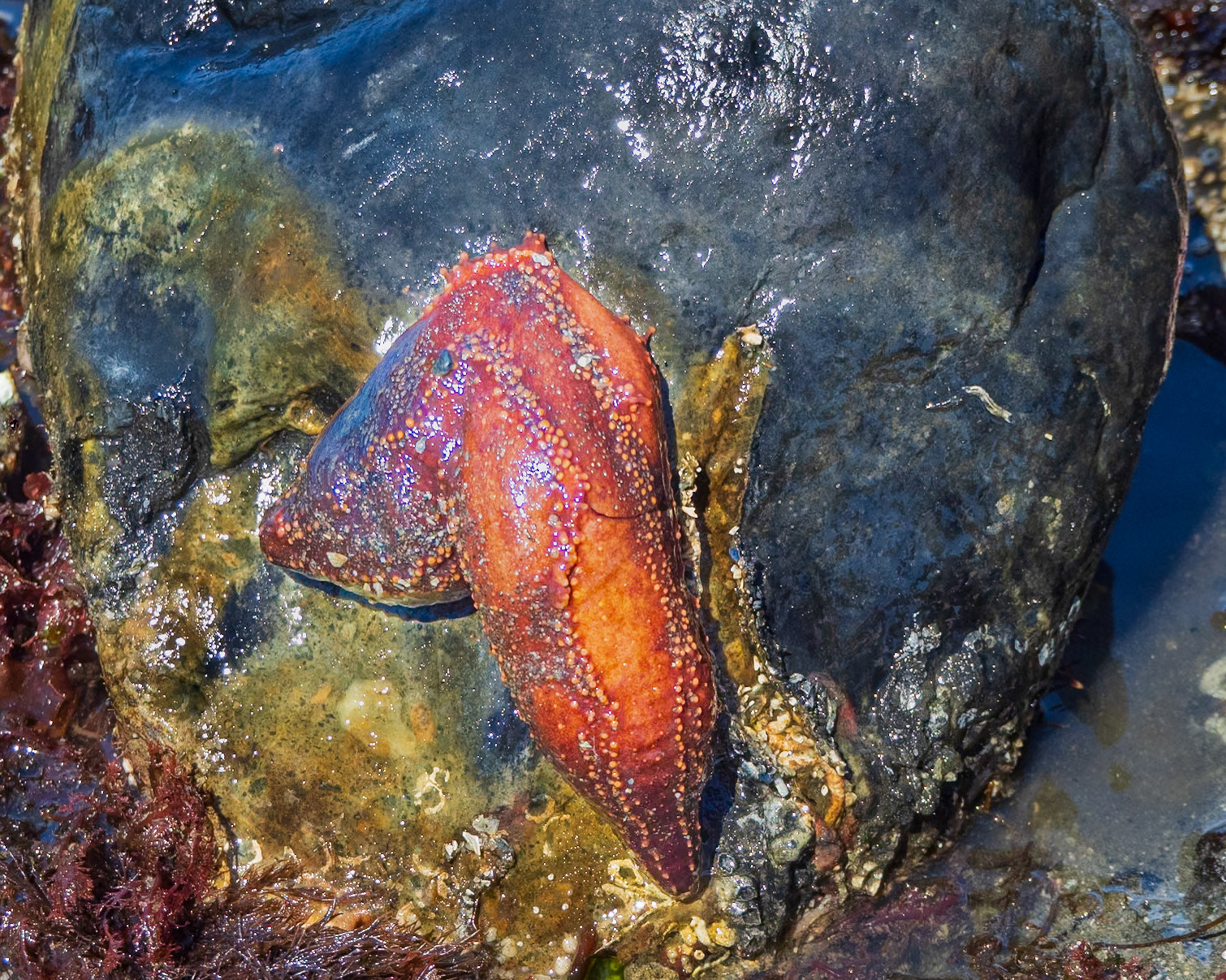 Red sea cucumber, Richmond Beach, Shoreline, WA