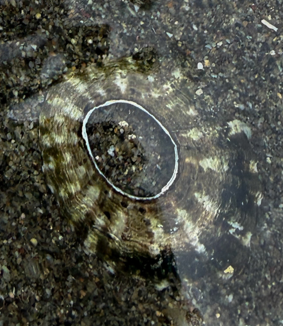 Limpet, Guemes Island, San Juan Islands, WA