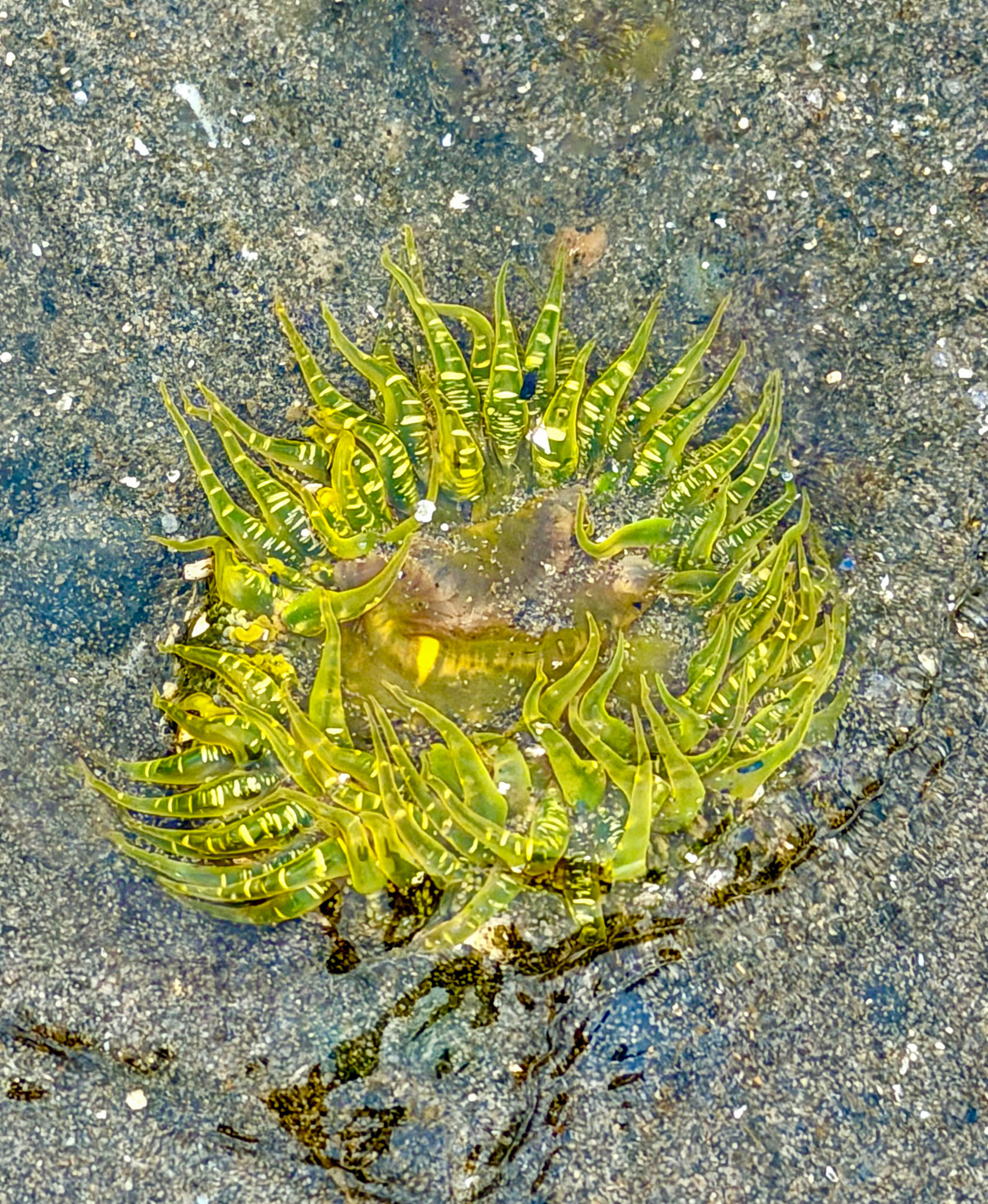 Moooglow anemome, Guemis Island, San Juan Islands, WA