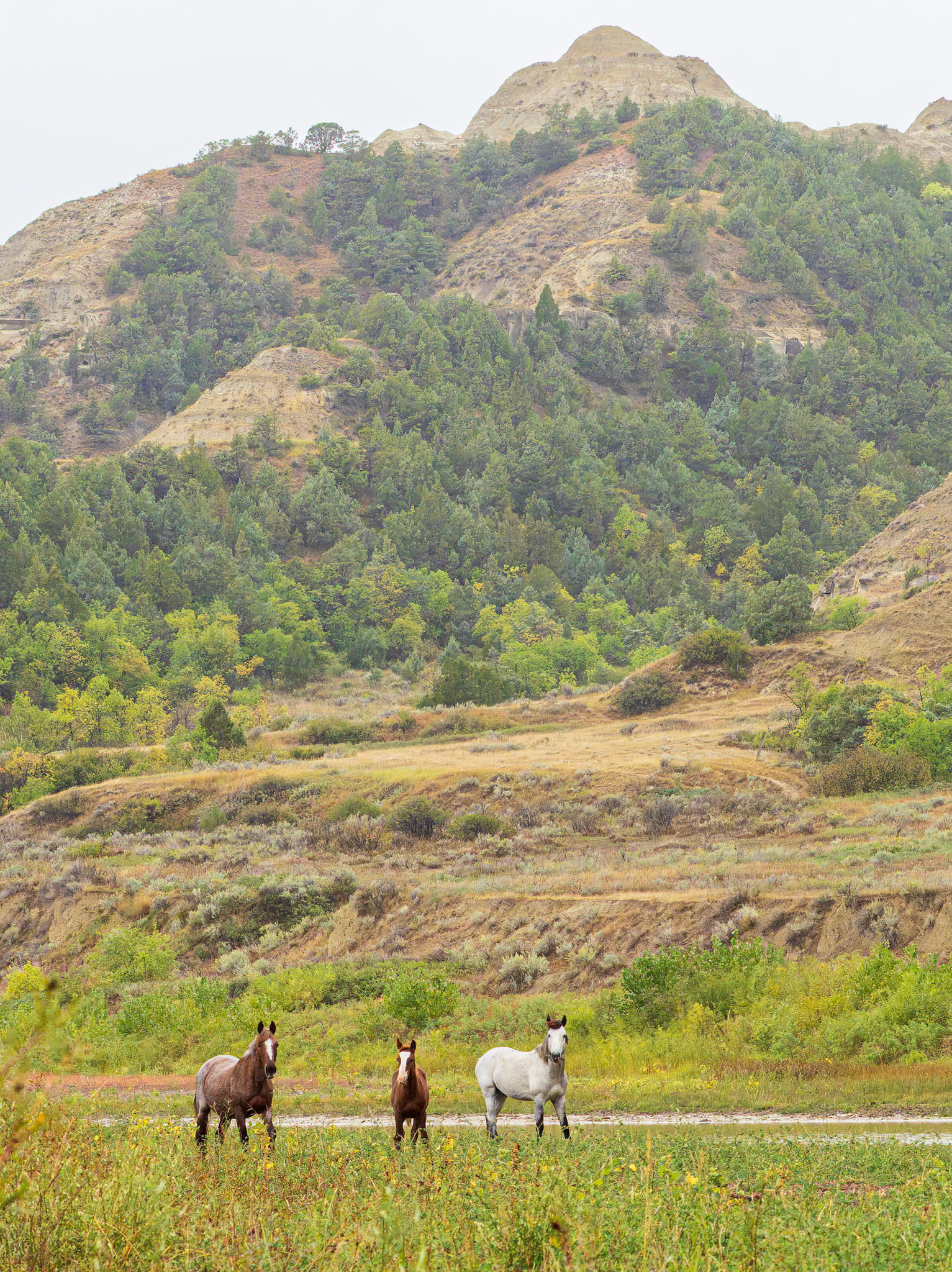 Wild horses along LIttle Missouri River, Theodore Roosevelt National Park, ND