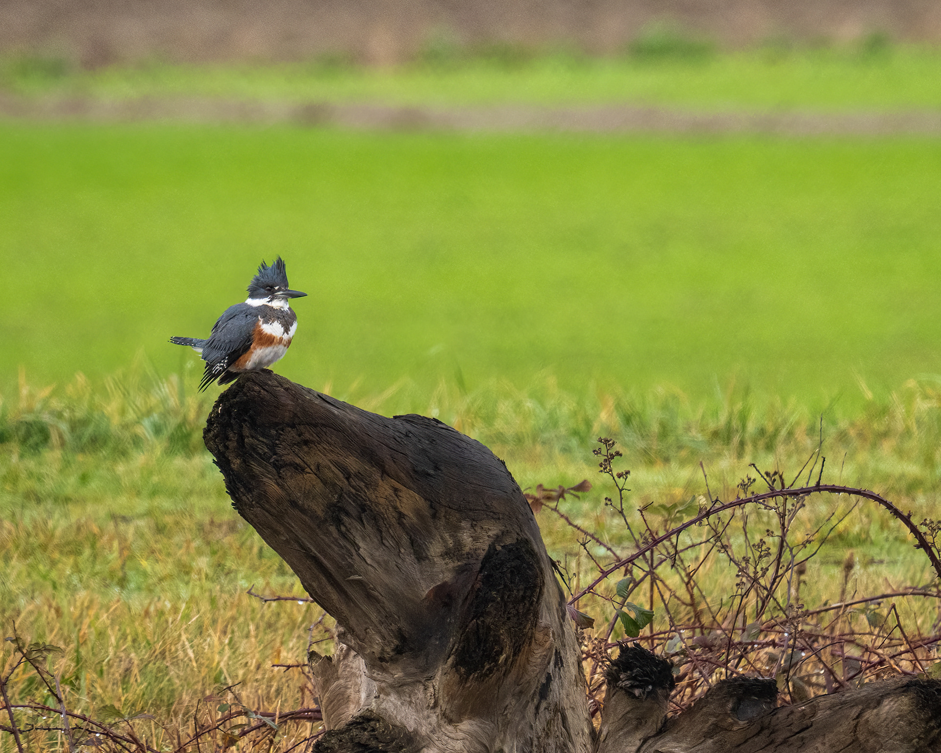 Belted Kingfisher