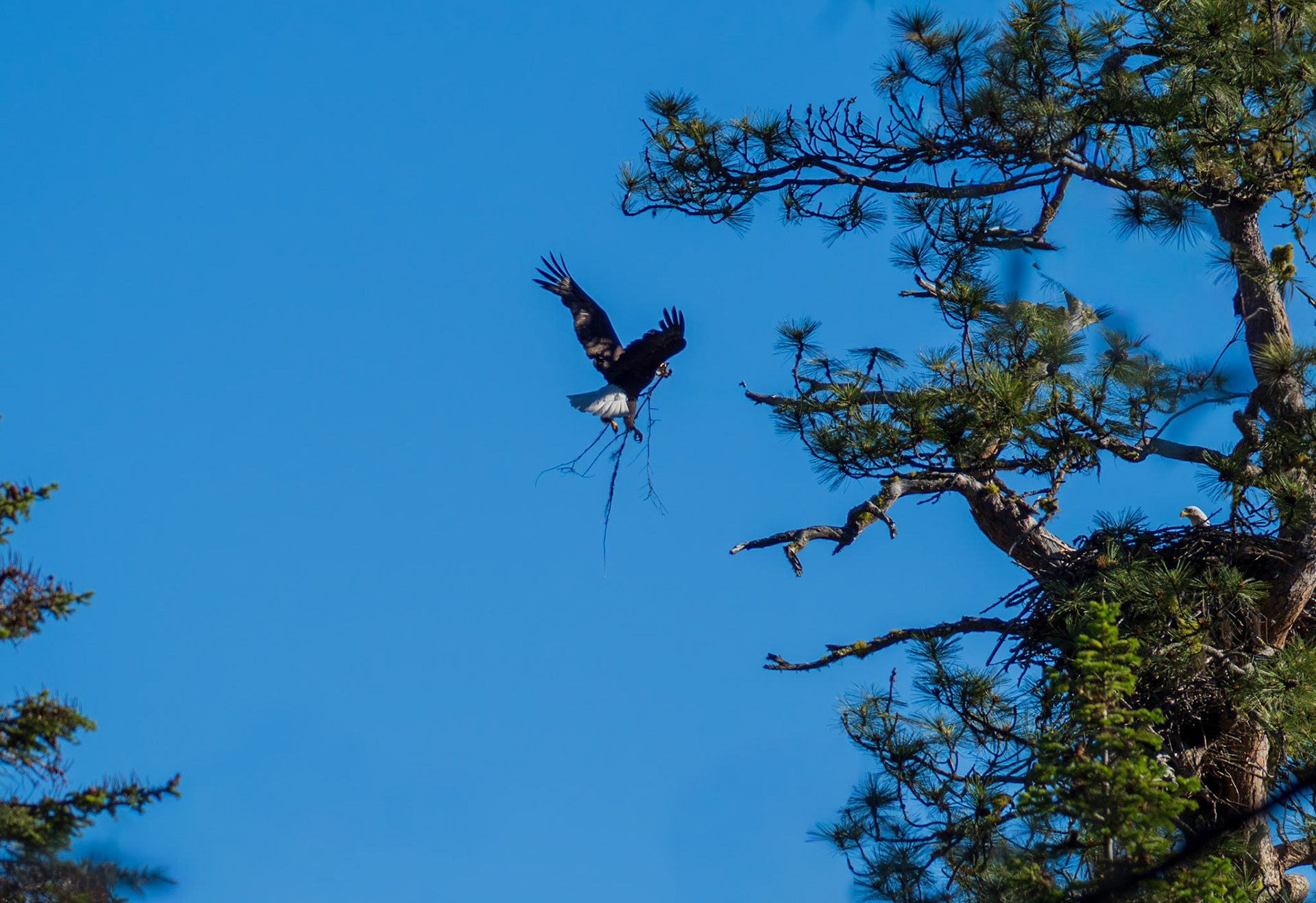 Materials delivery for the Bald Eagle nest