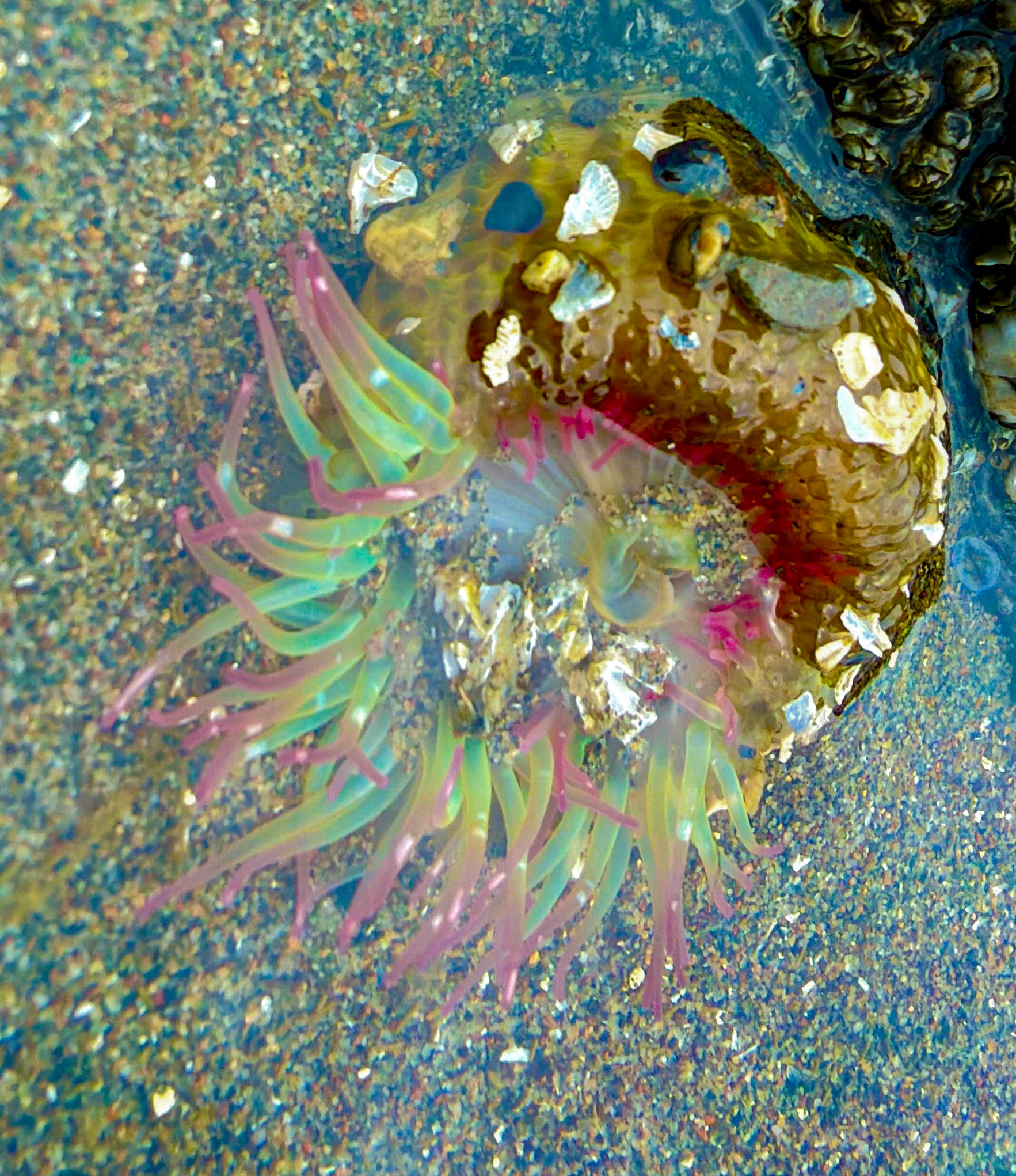 Aggregating anemome, Guemis Island, San Juan Islands, WA