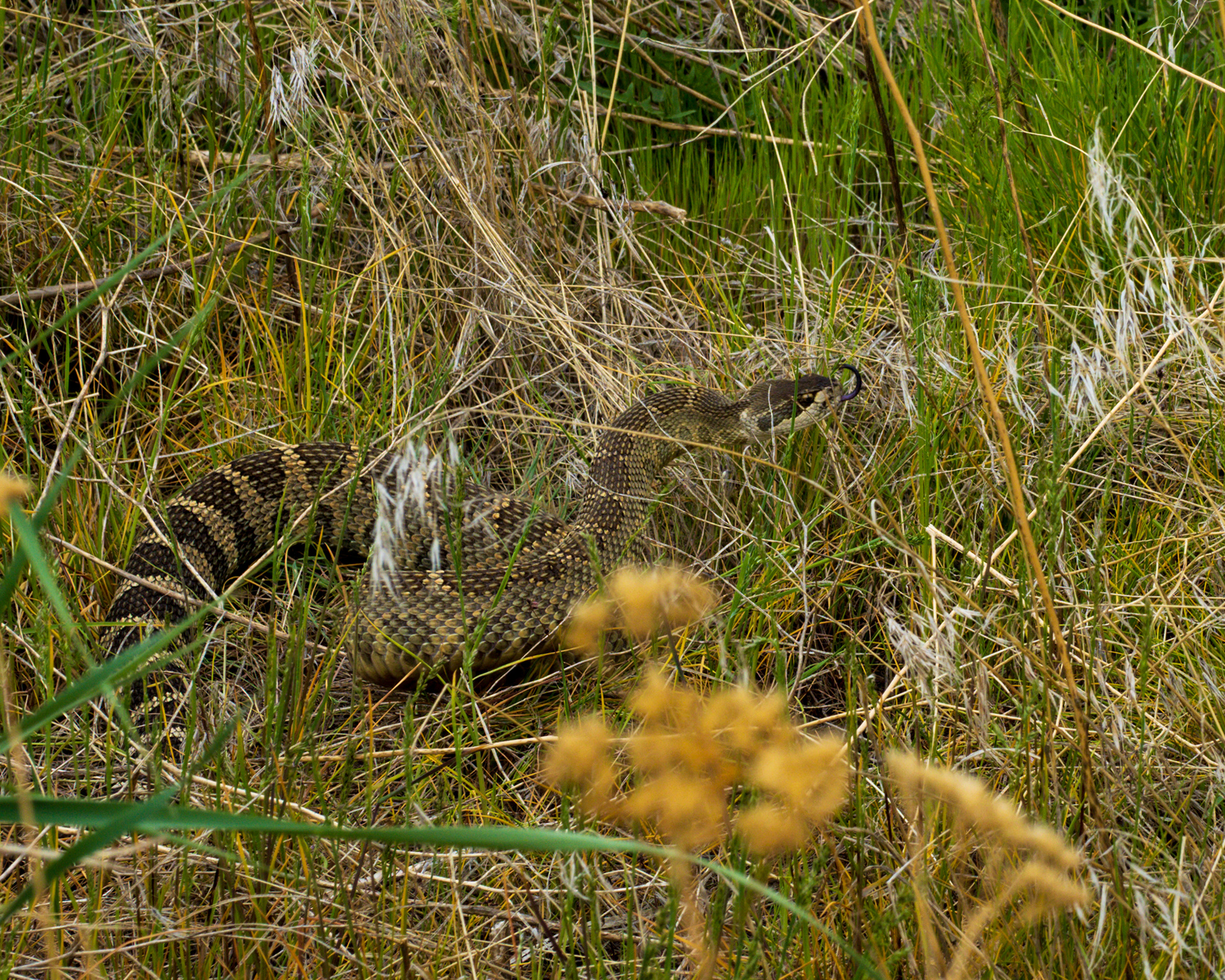 Western Rattlesnake, Umtanum Creek, Yakima River Gorge, WA