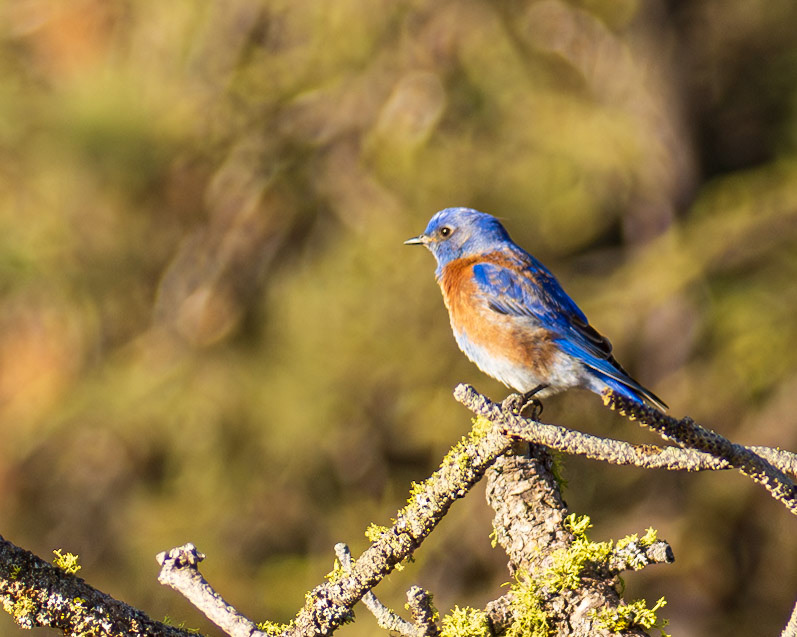 Western Bluebird, Turnbill National Wildlife Refuge, Cheney, WA