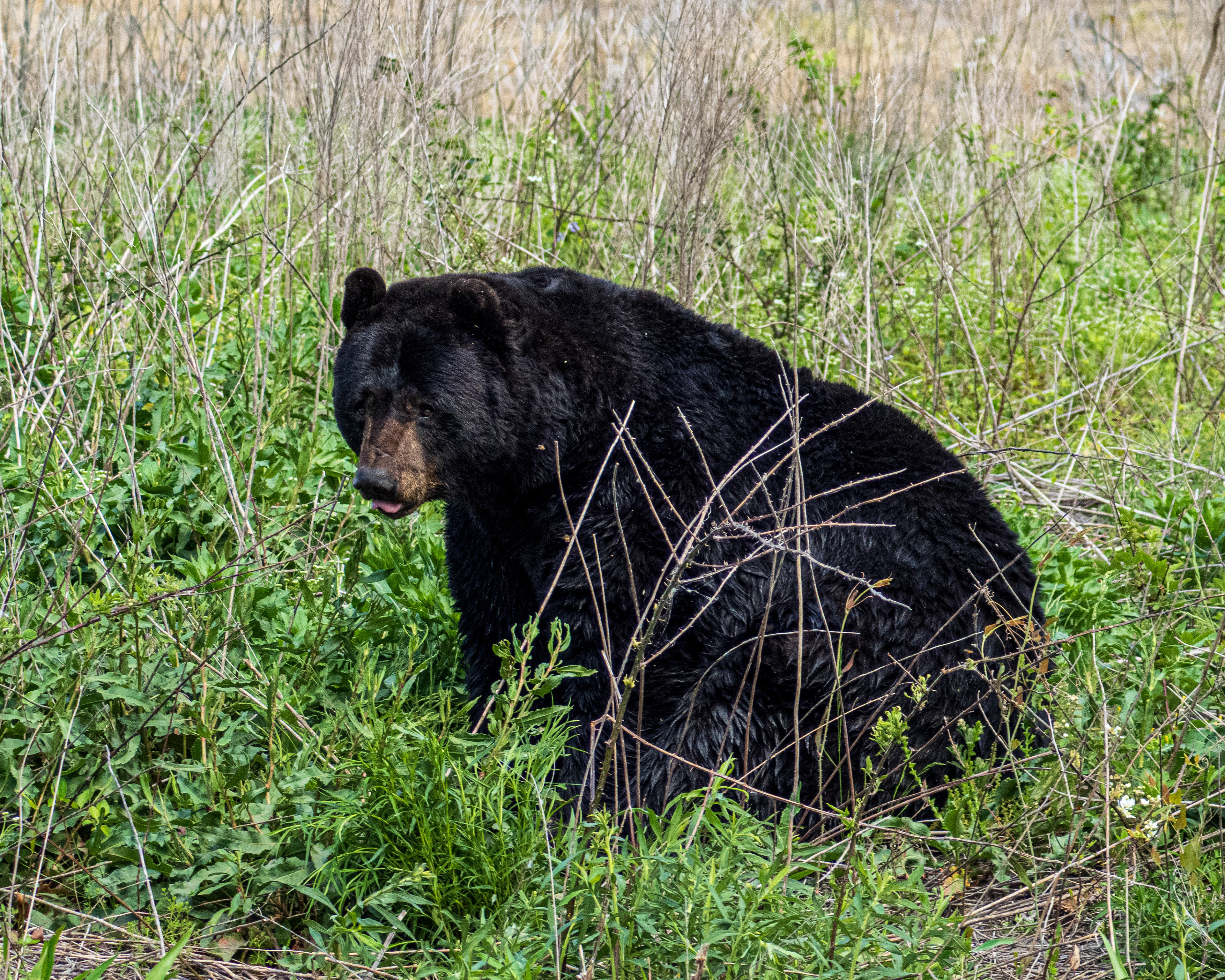 Black Bear at Alligator River National Wildlife Refuge