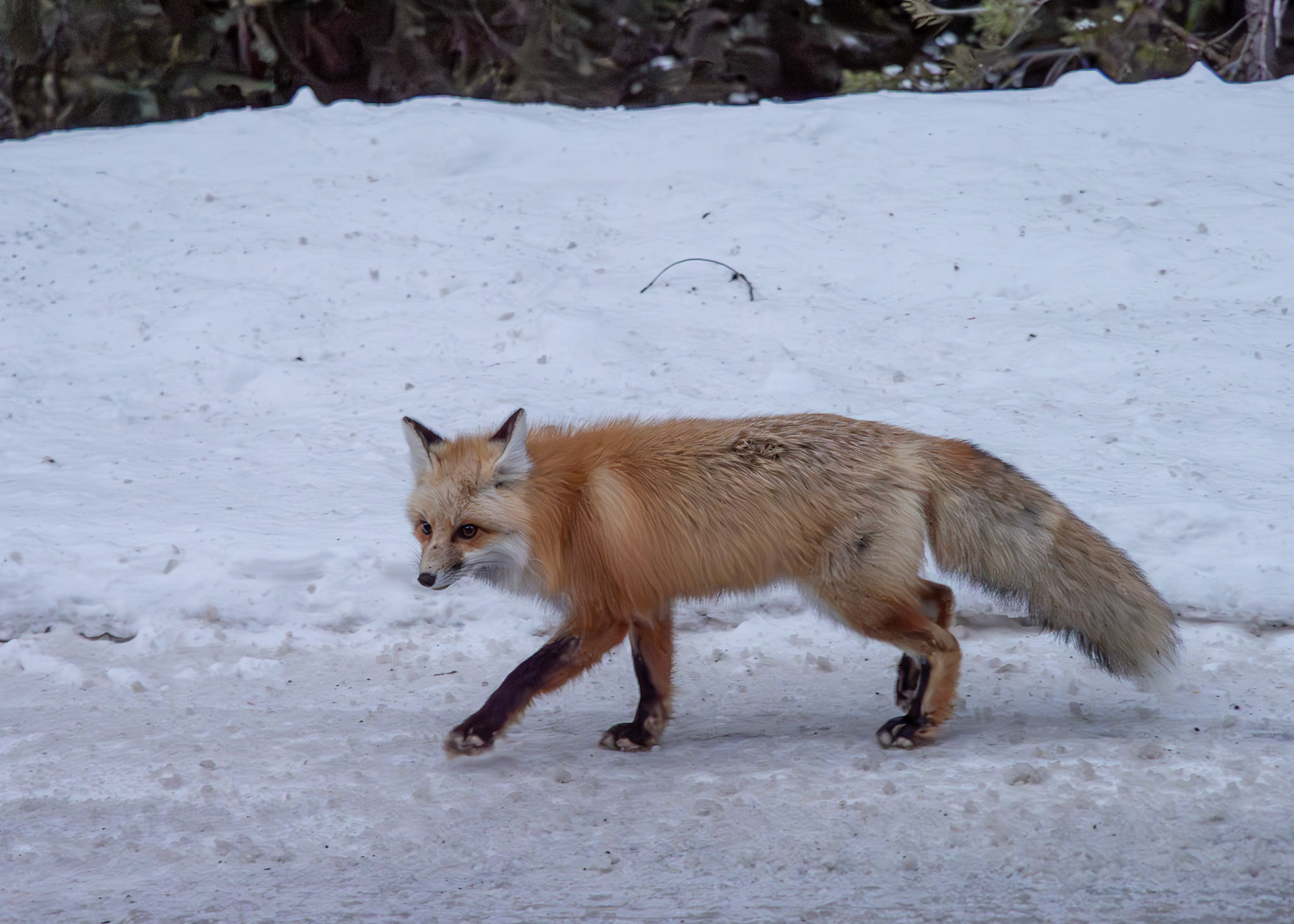 Red fox in Yellowstone NP, MT