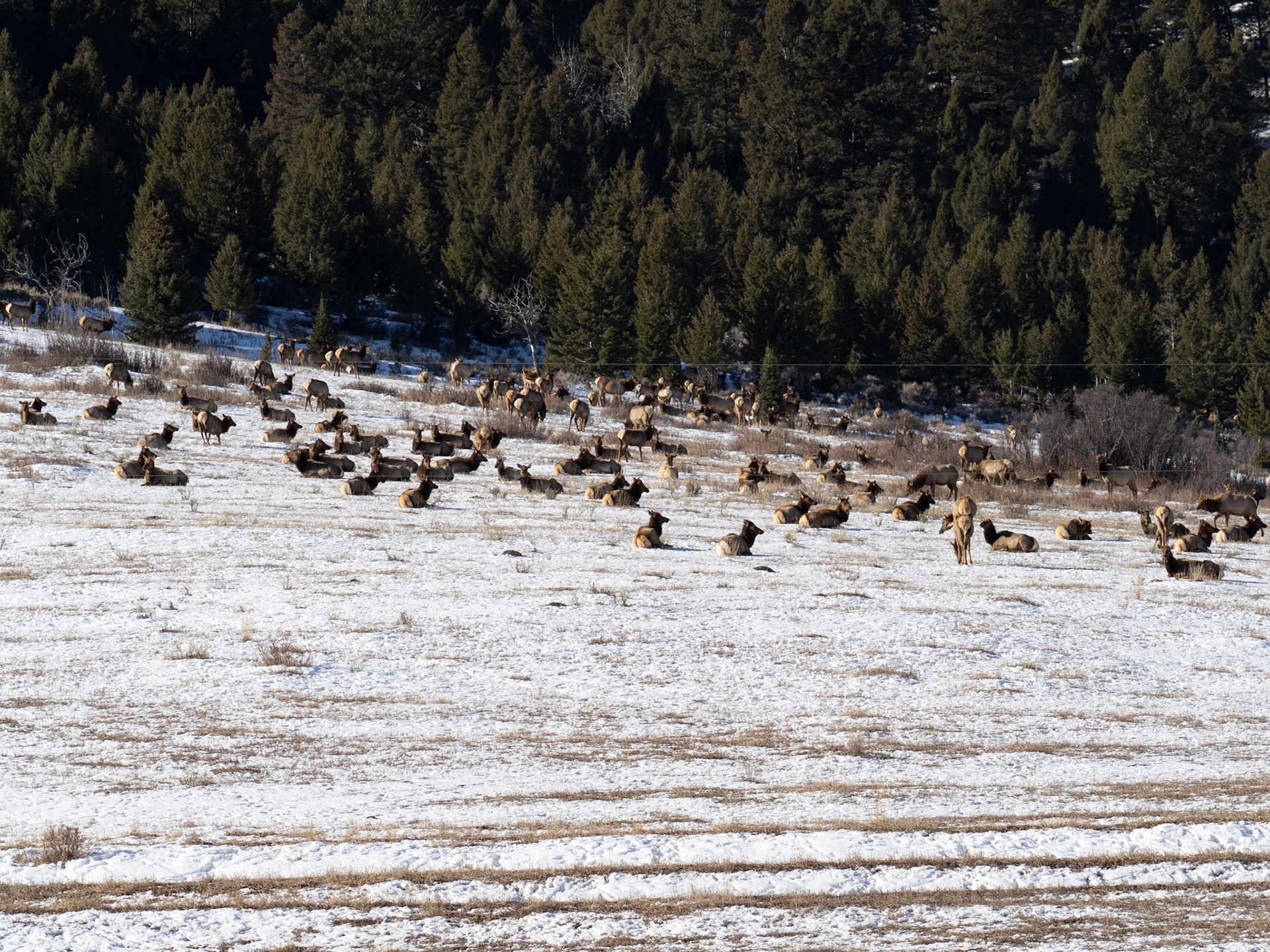 Elk by the thousands ride out winter in Jackson Hole, WY