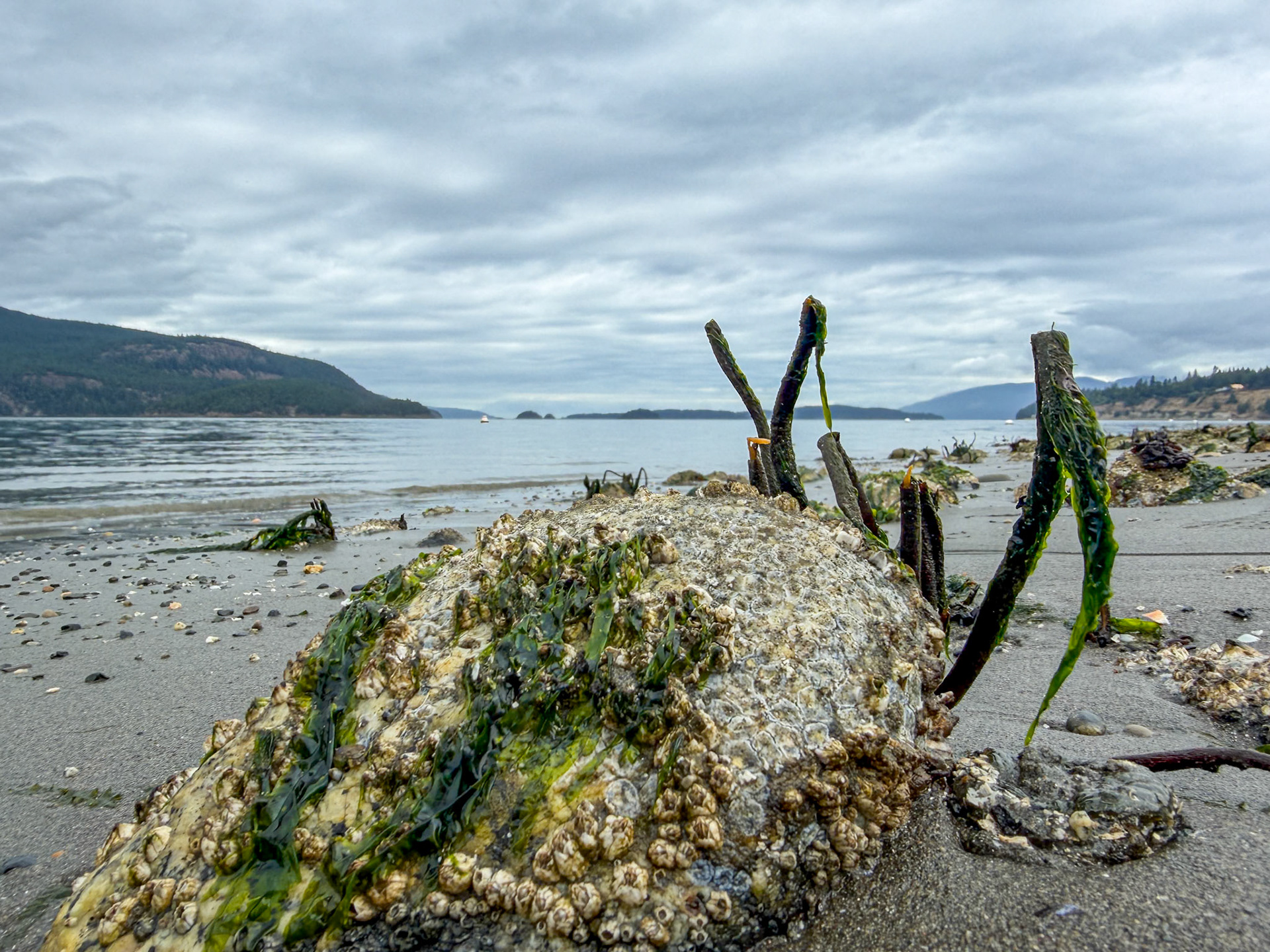 Low tide, -1.53', Guemes Island, San Juan Islands, WA