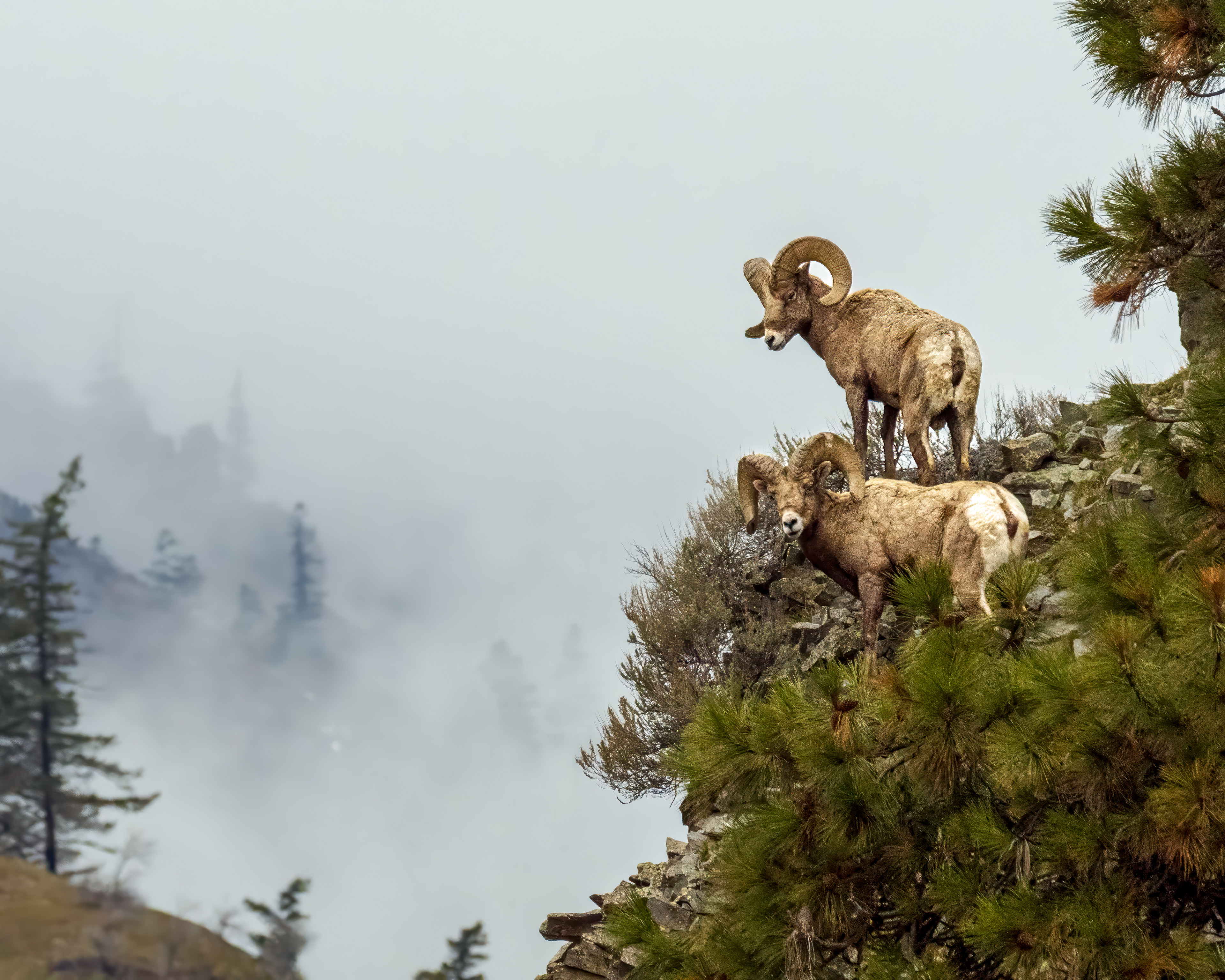 Big Horn Sheep, Chelan County WA, Swakane Wildlife Area
