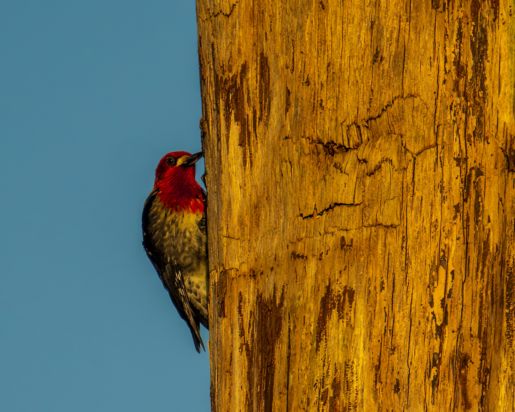 Red-breasted Sapsucker