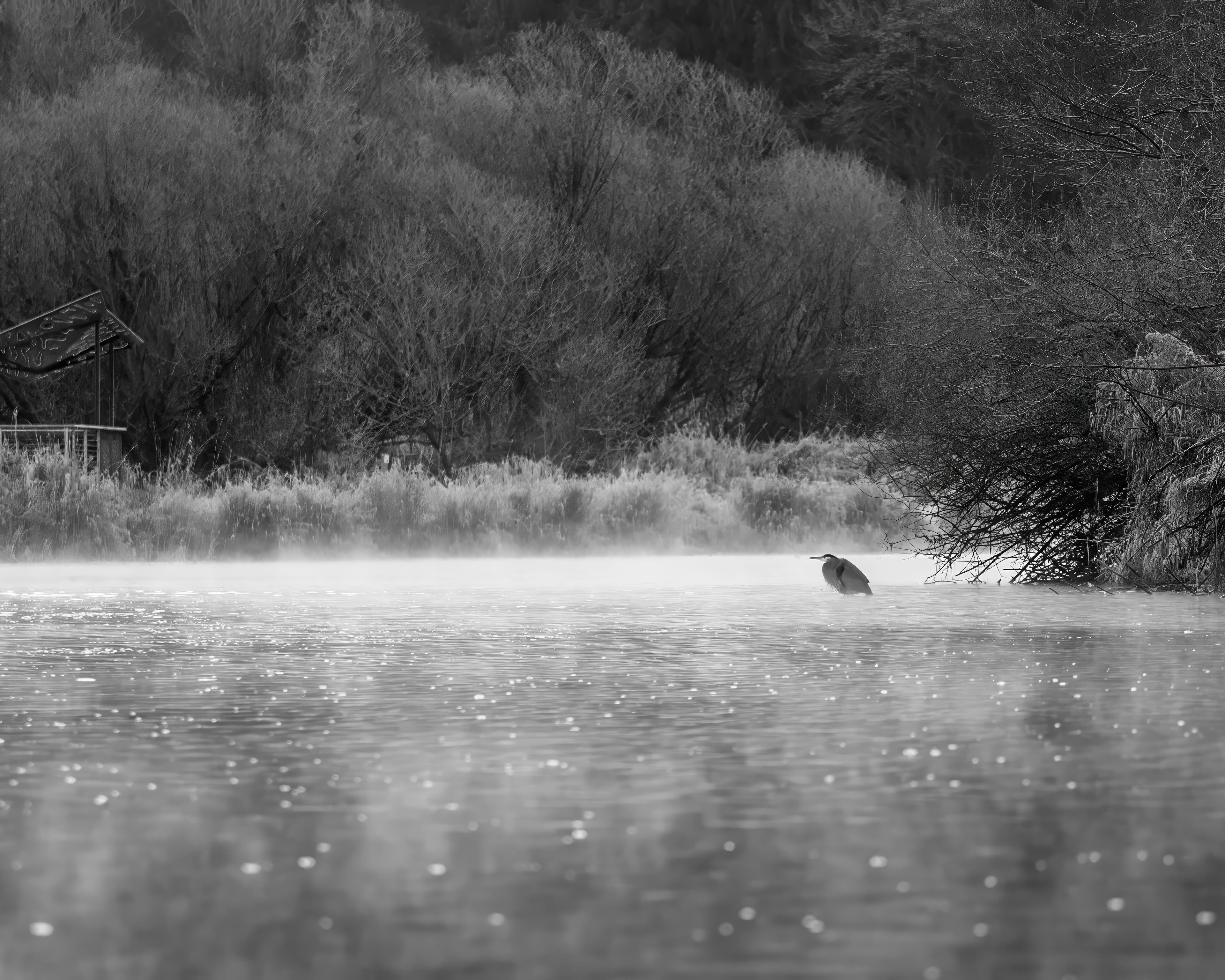 Great Blue Heron, Sammamish River, Kenmore, WA