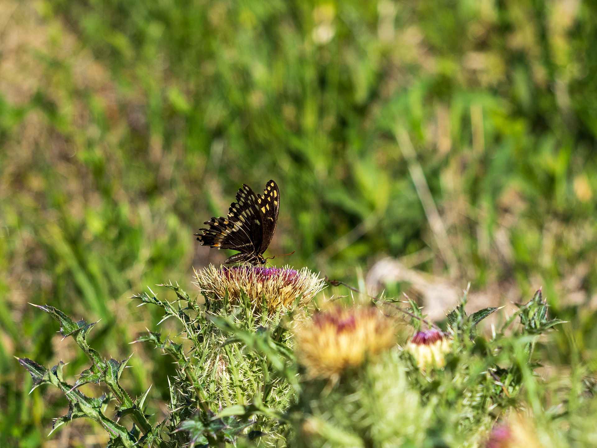 Swallowtail
