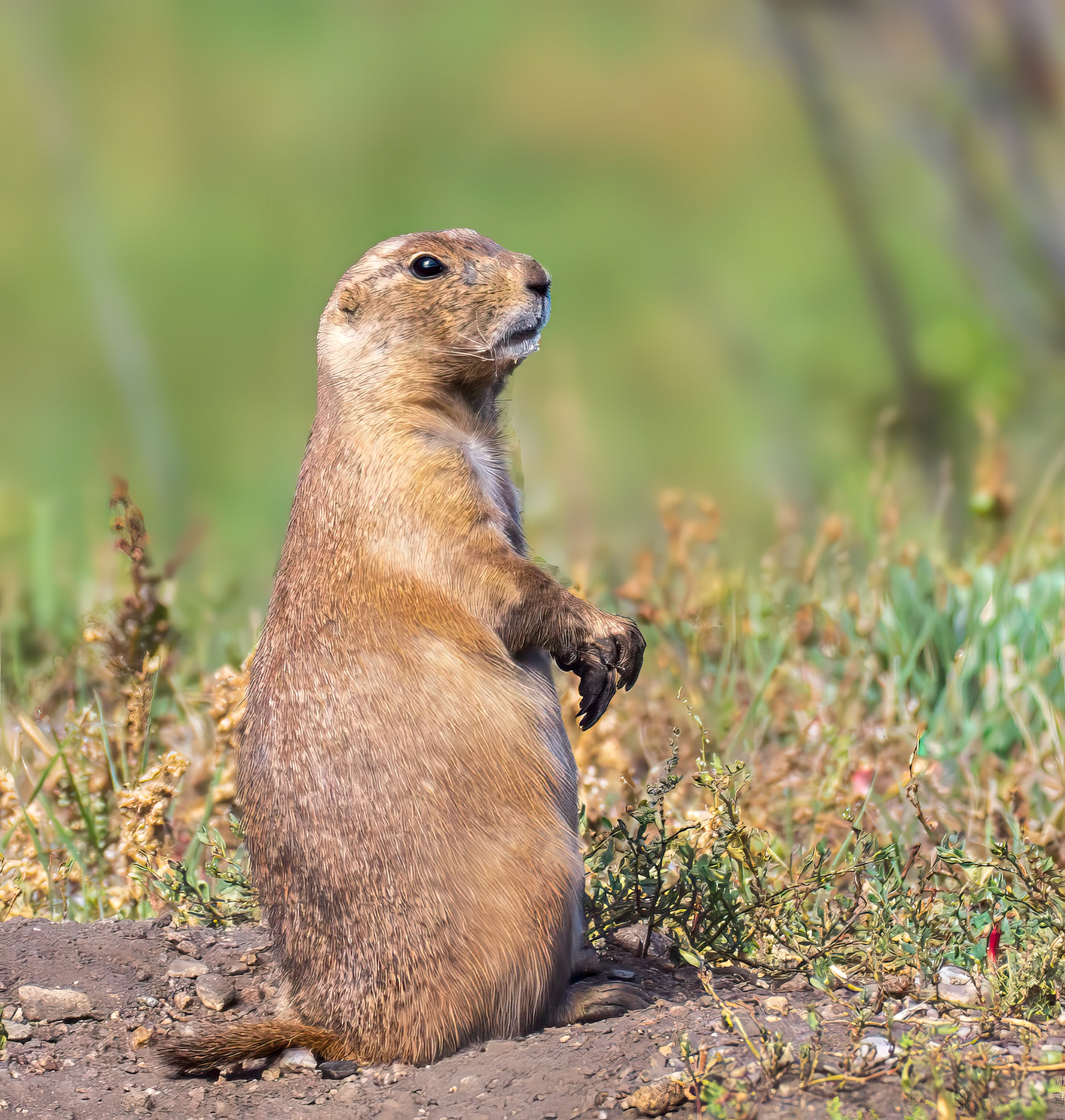 Prairie Dog, Custer State Park, SD