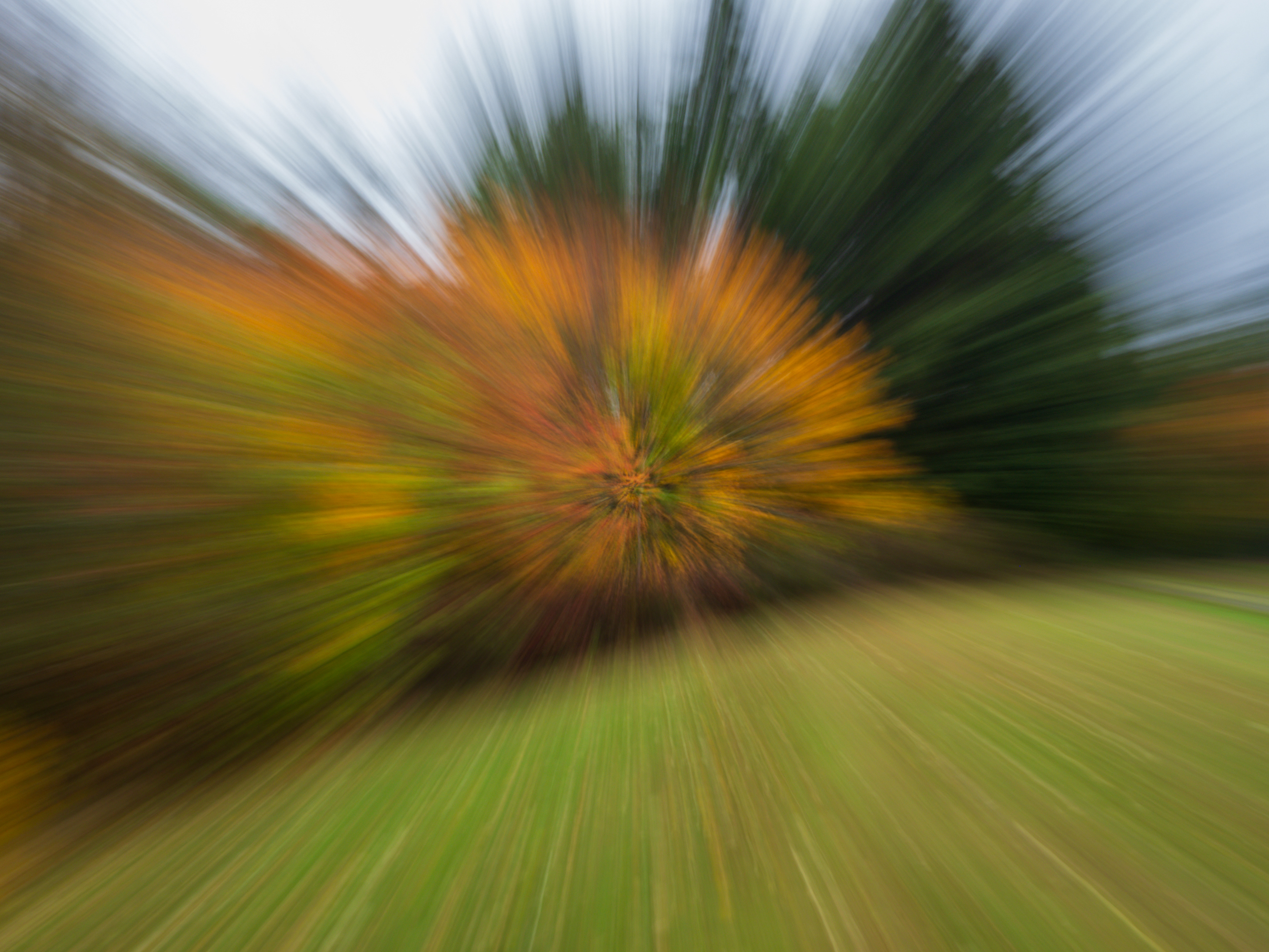Fall colors with trees in motion