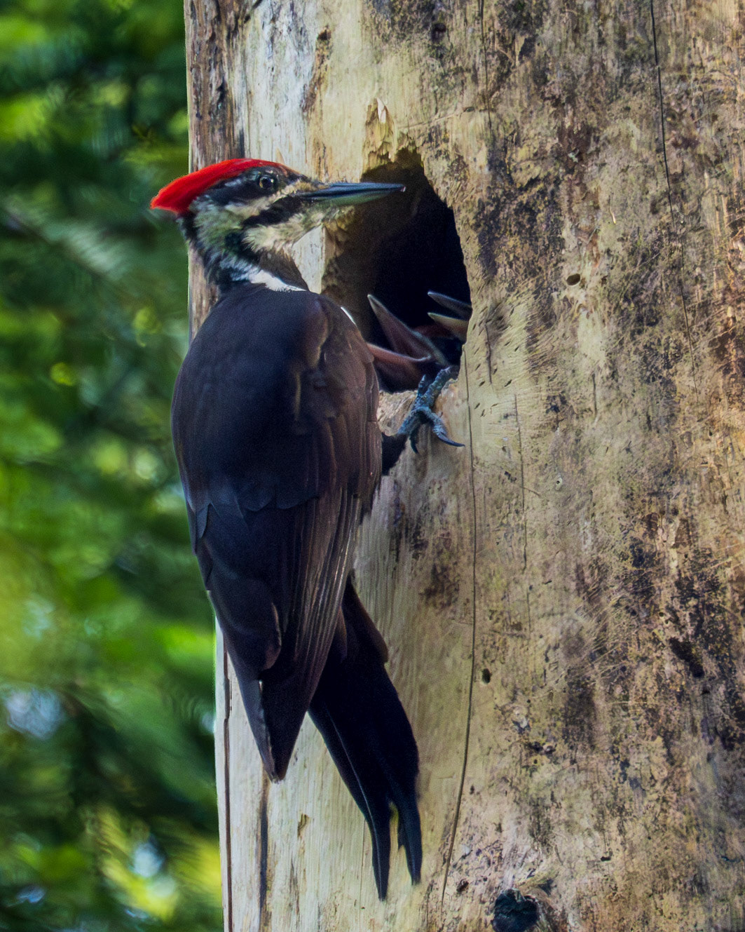 Pileated woodpecker feeds her 2 chicks
