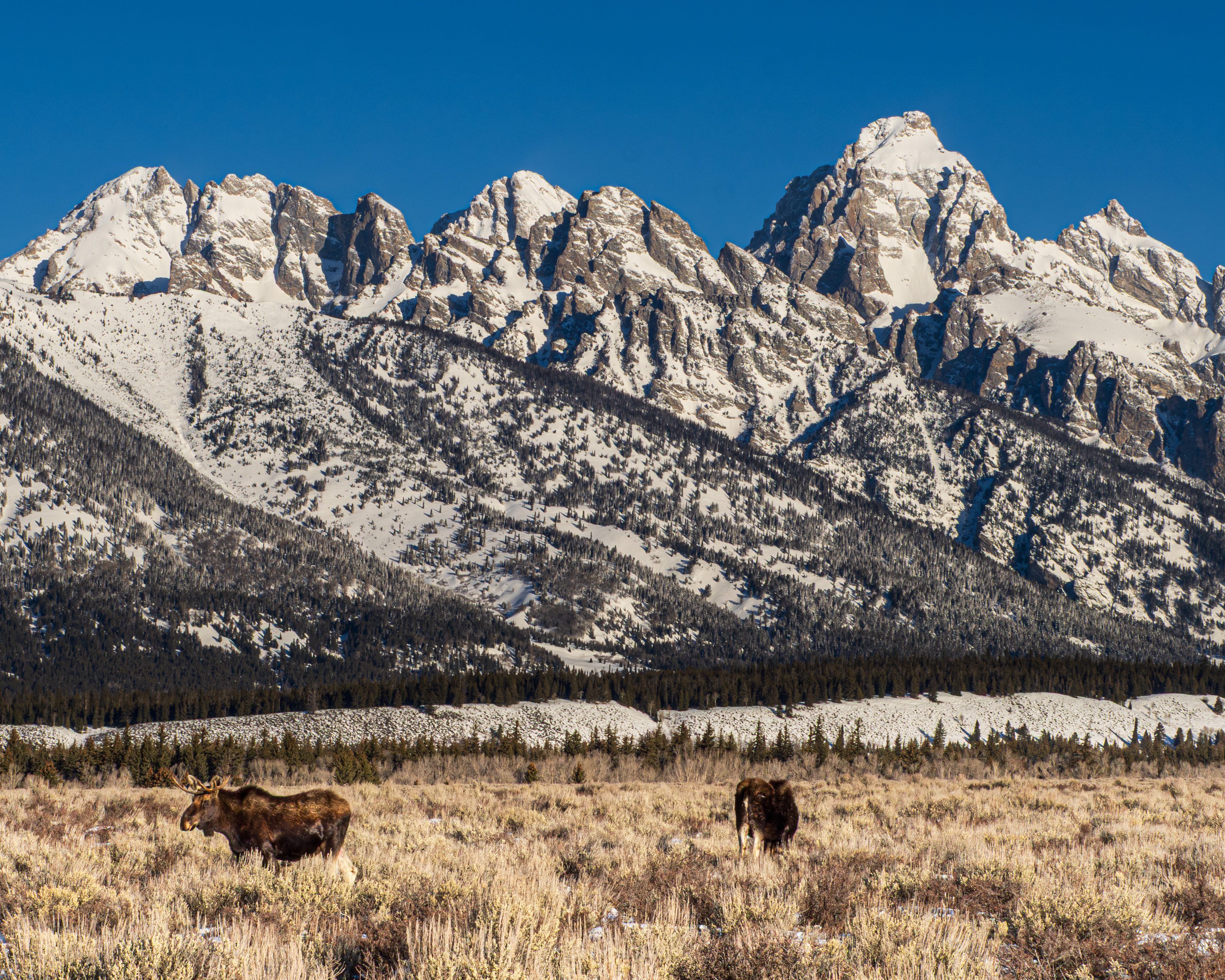 Moose, Grand Teton NP