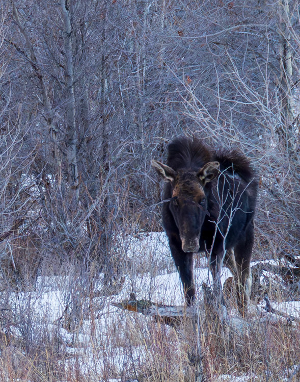 Moose, across from Gros Ventra river, Jacskon Hole WY